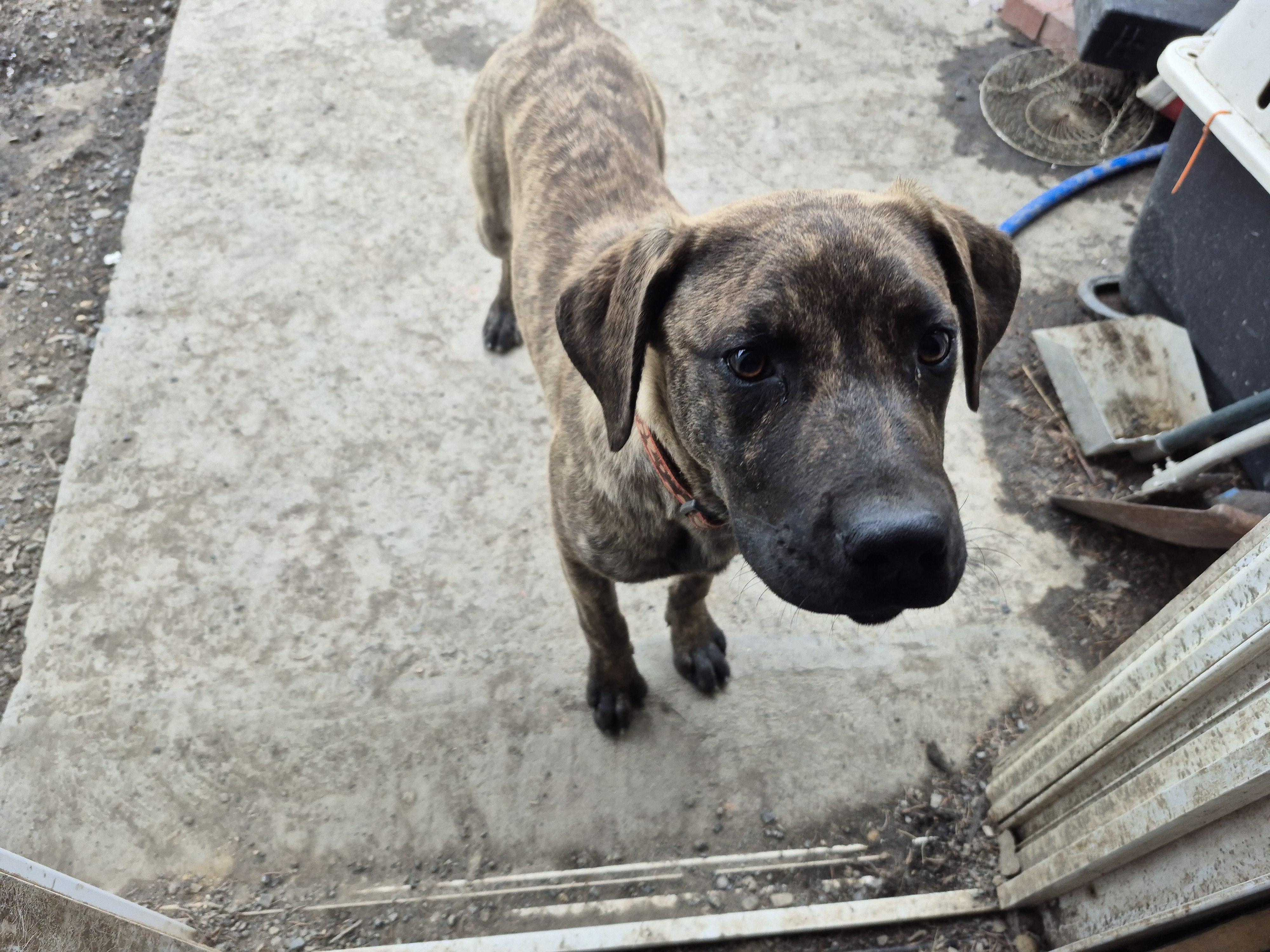 Enlarge Hyena, a ADOPTABLE mixed breed in Plum, PA image 4/6