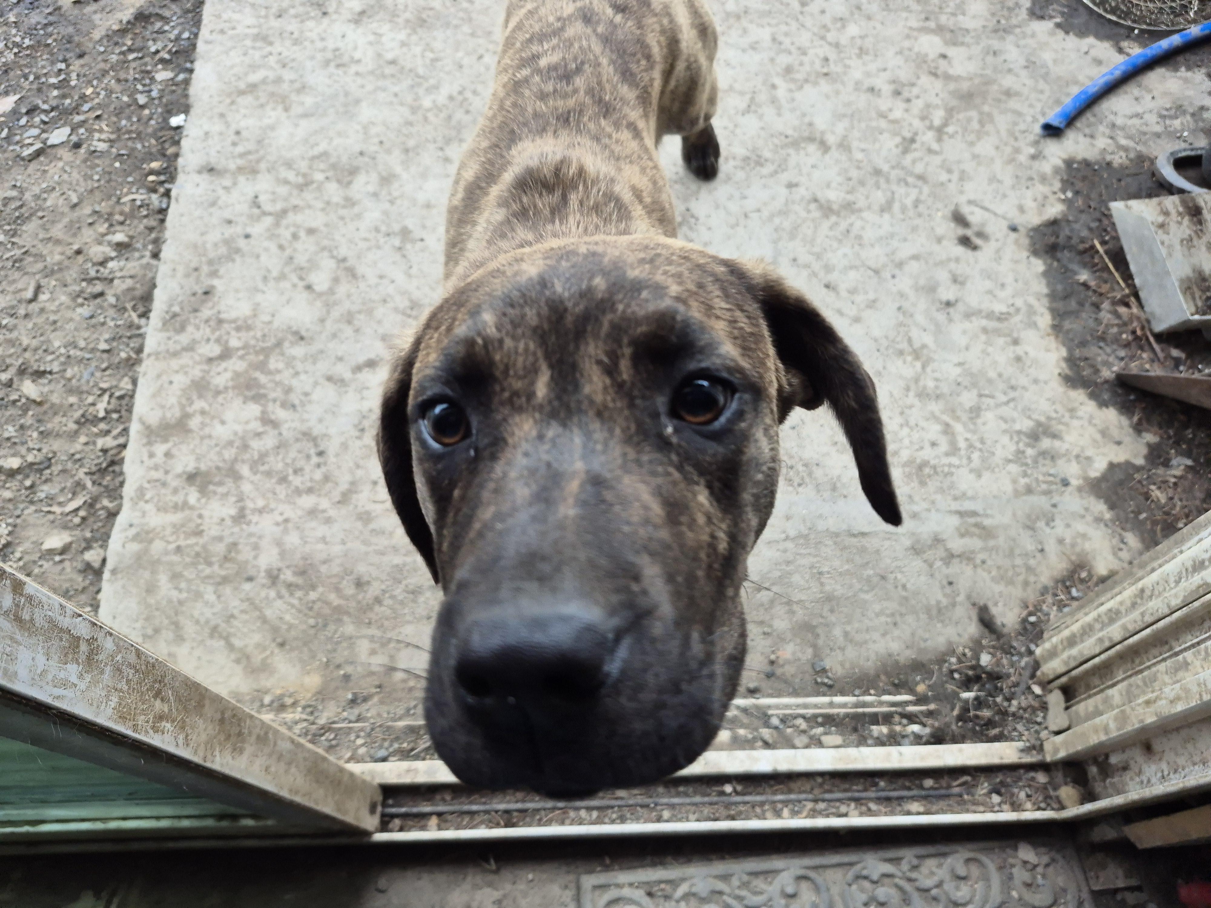 Enlarge Hyena, a ADOPTABLE mixed breed in Plum, PA image 3/6