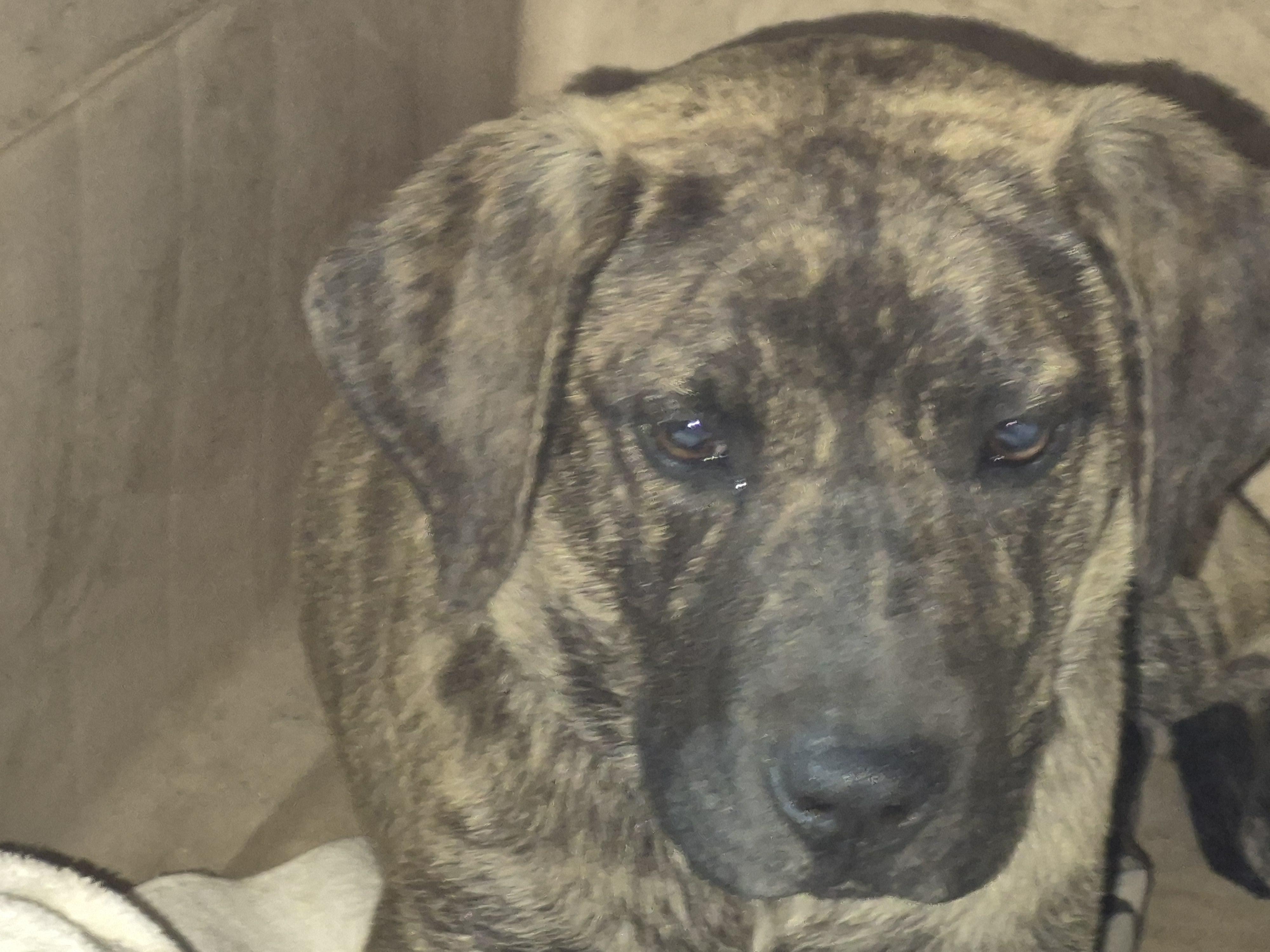 Enlarge Hyena, a ADOPTABLE mixed breed in Plum, PA image 2/6