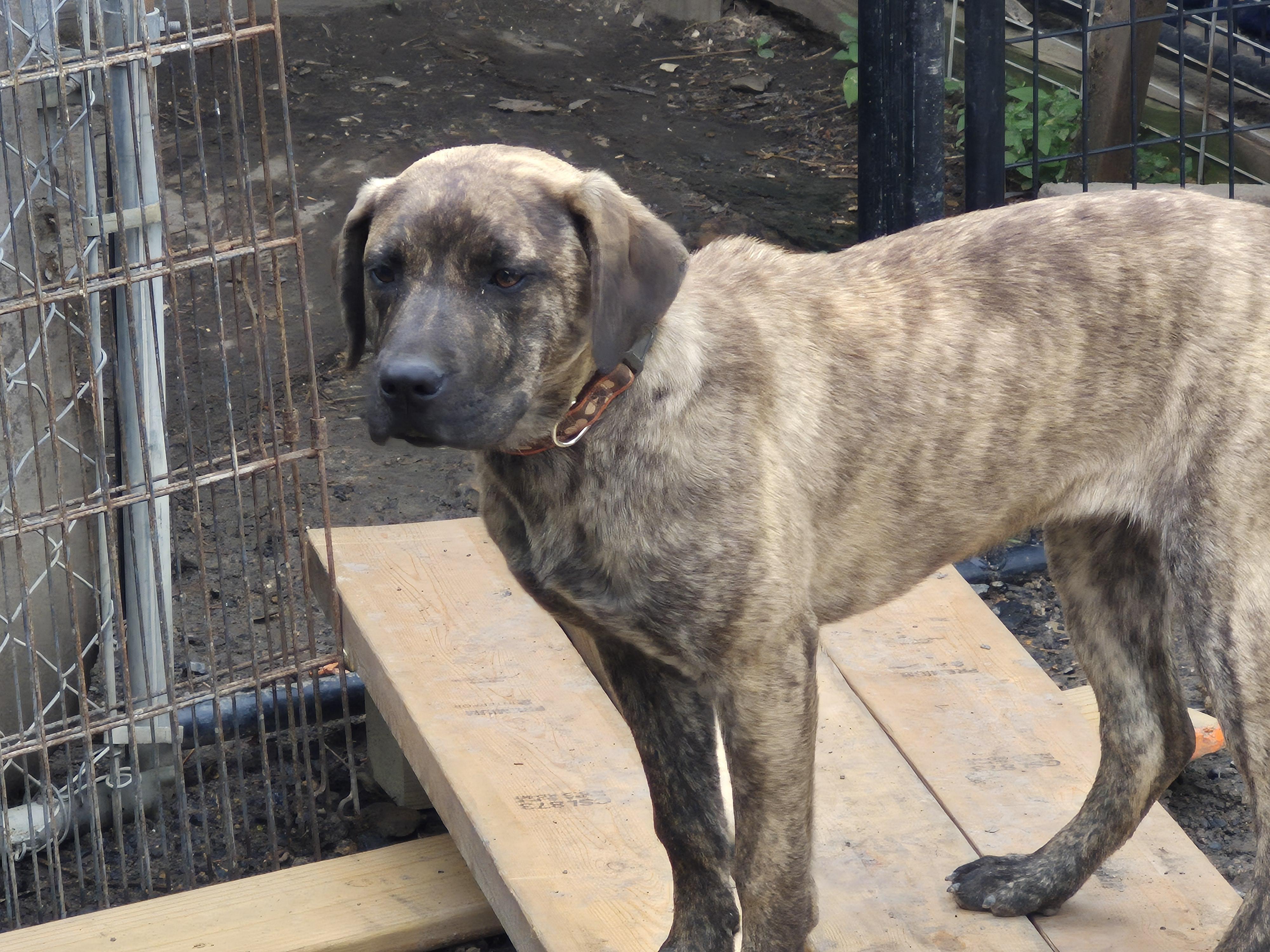 Enlarge Hyena, a ADOPTABLE mixed breed in Plum, PA image 5/6