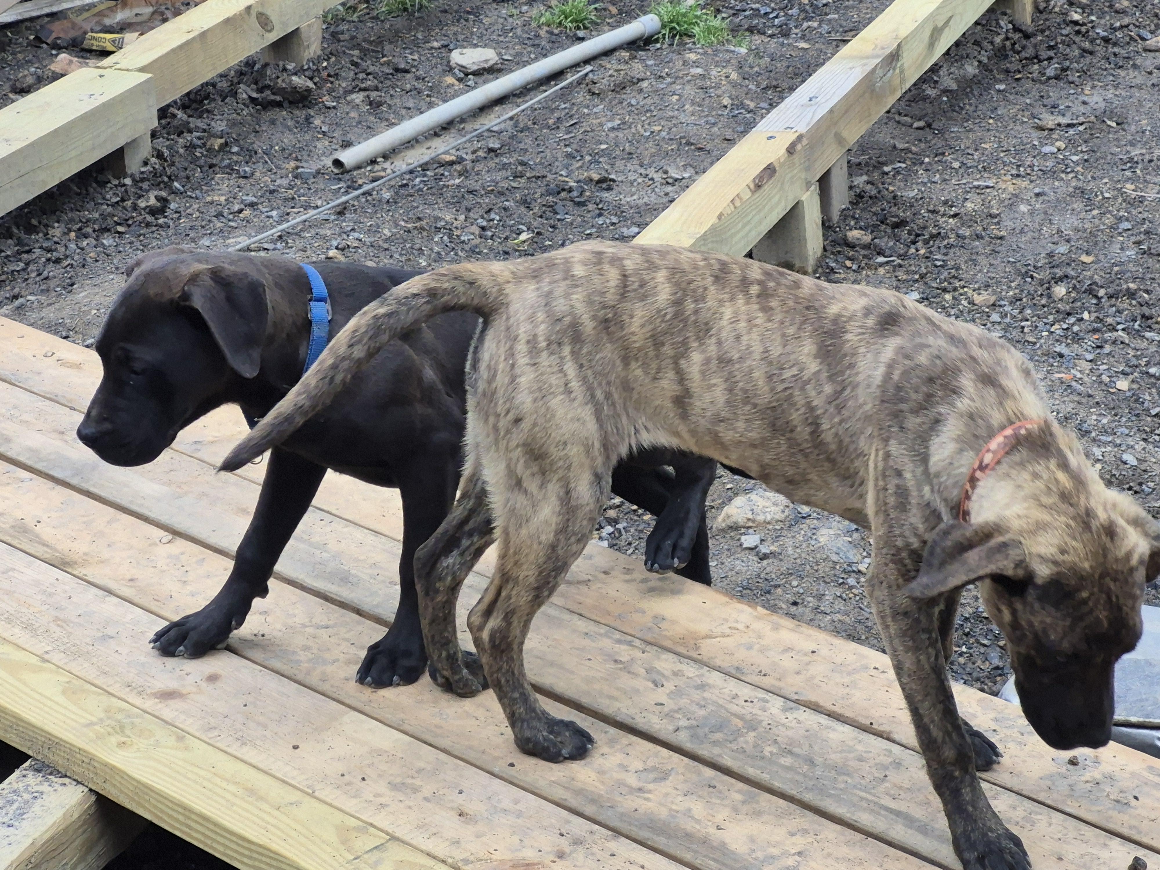 Enlarge Hyena, a ADOPTABLE mixed breed in Plum, PA image 6/6