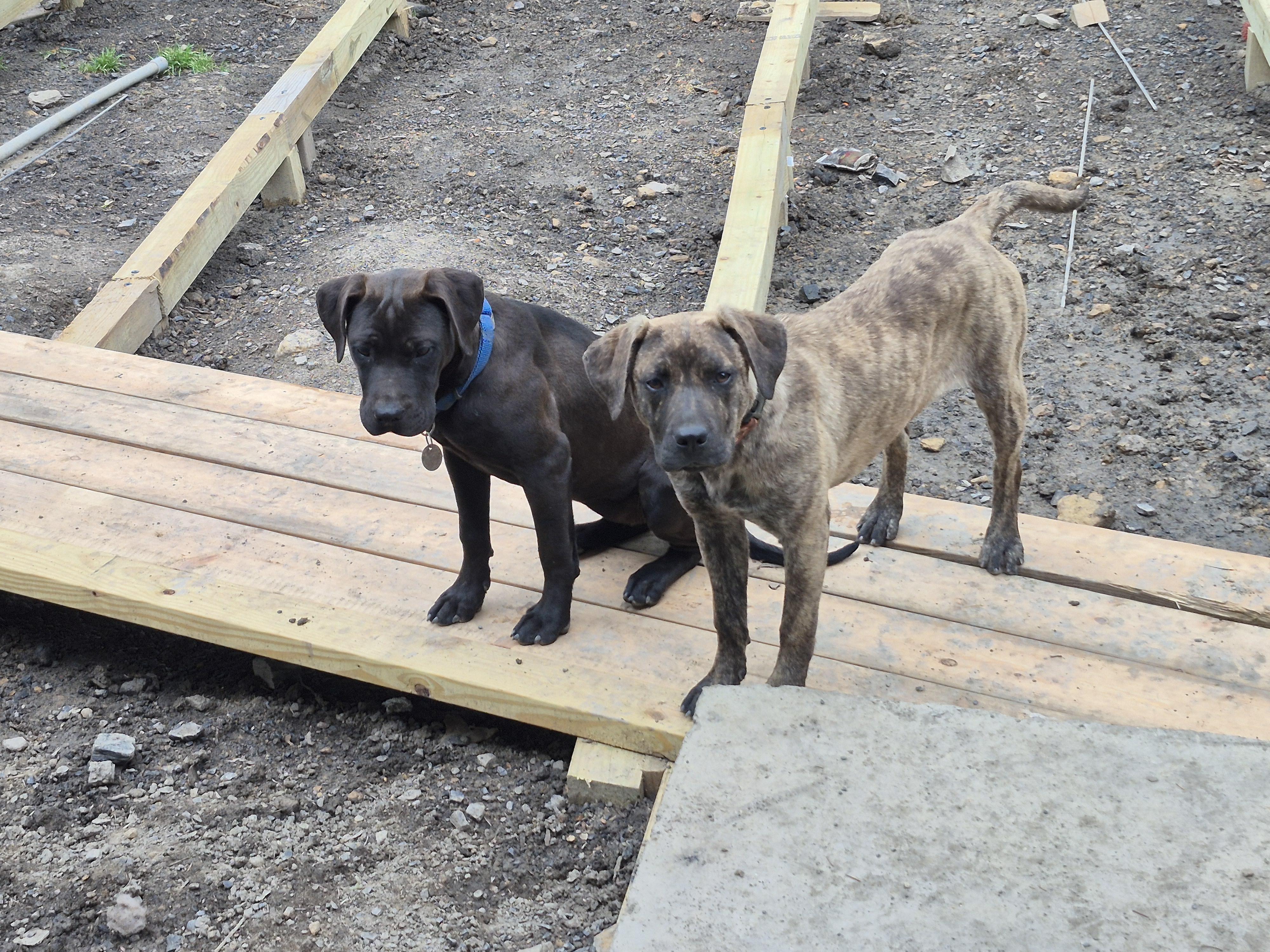 Enlarge Hyena, a ADOPTABLE mixed breed in Plum, PA image 1/6
