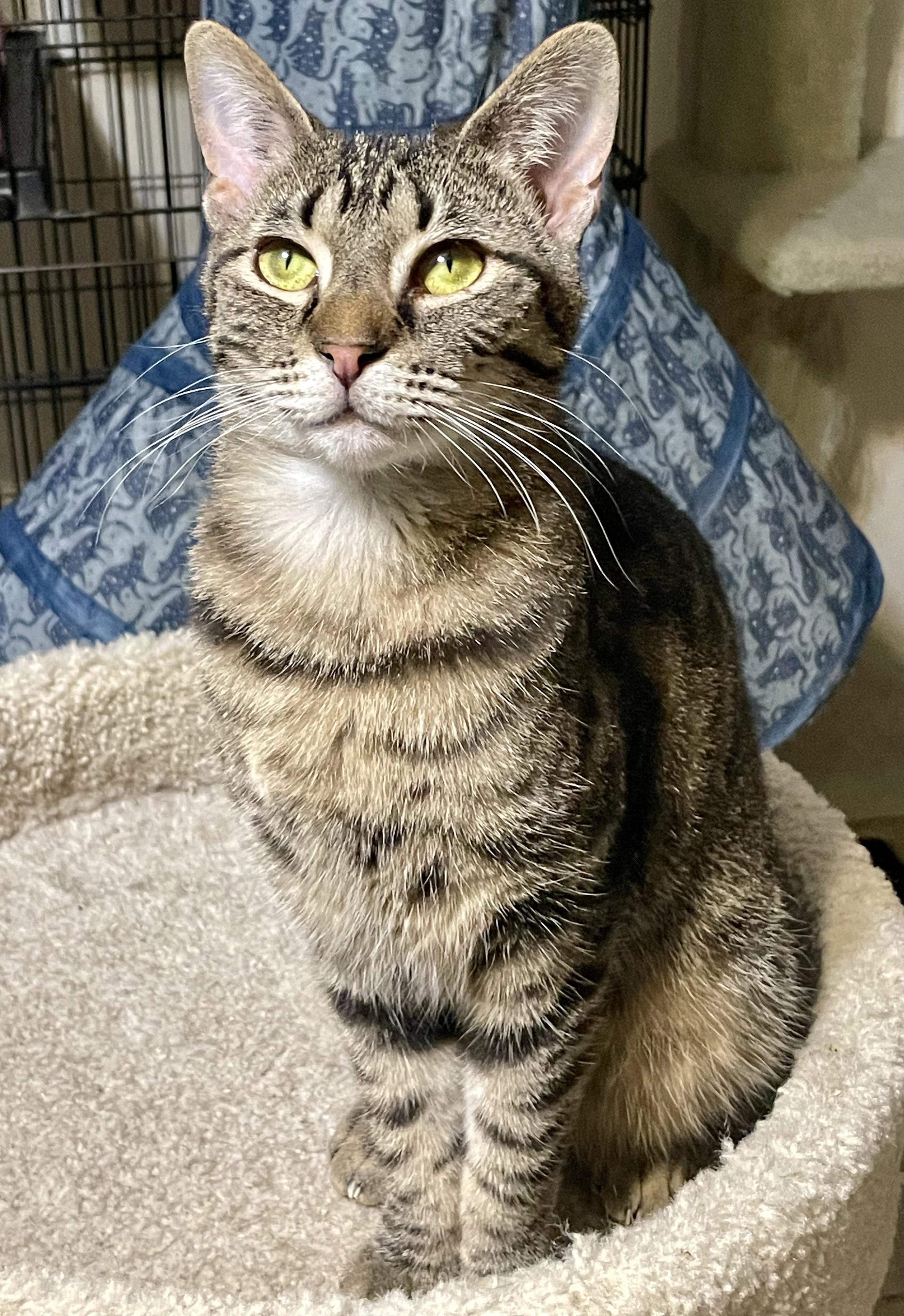 Tilly, adoptable, Young Female Domestic Short Hair & Tabby.