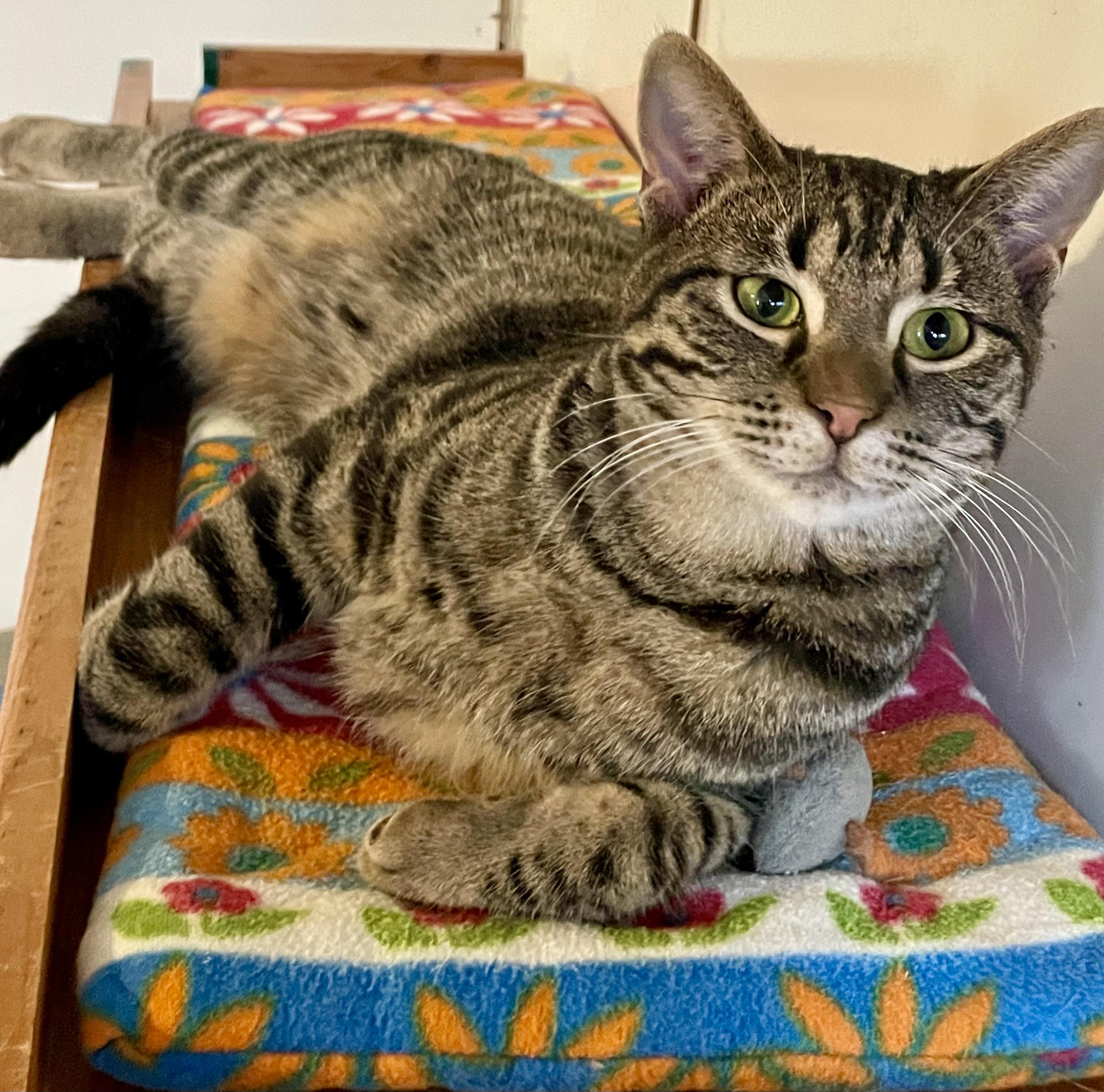 Enlarge Tilly, an adoptable mixed breed in Lacon, IL image 3/6