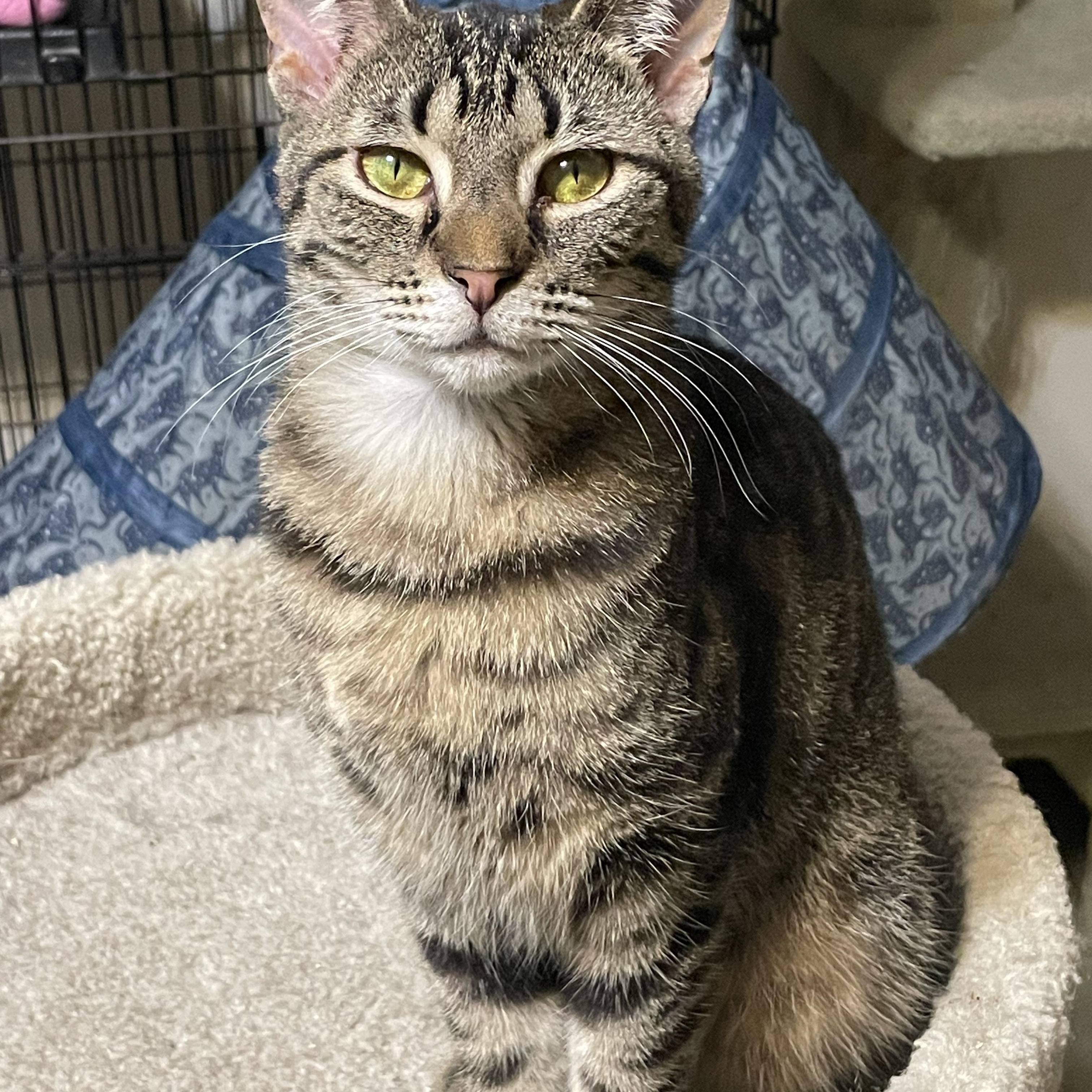 Enlarge Tilly, an adoptable mixed breed in Lacon, IL image 6/6