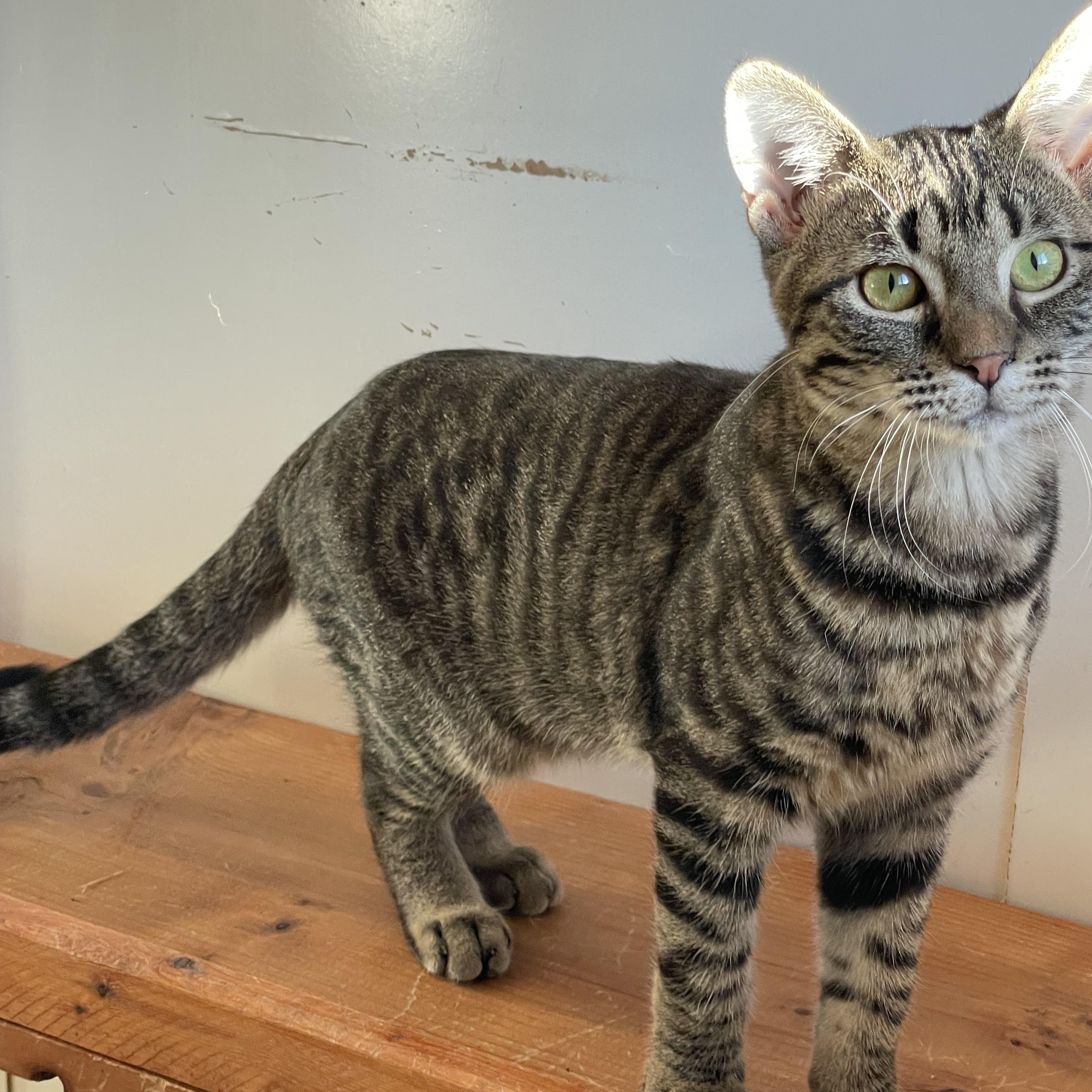 Enlarge Tilly, an adoptable mixed breed in Lacon, IL image 4/6