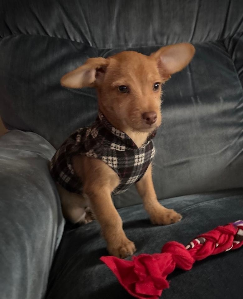 Mikey, adopted, Puppy Male Chihuahua.