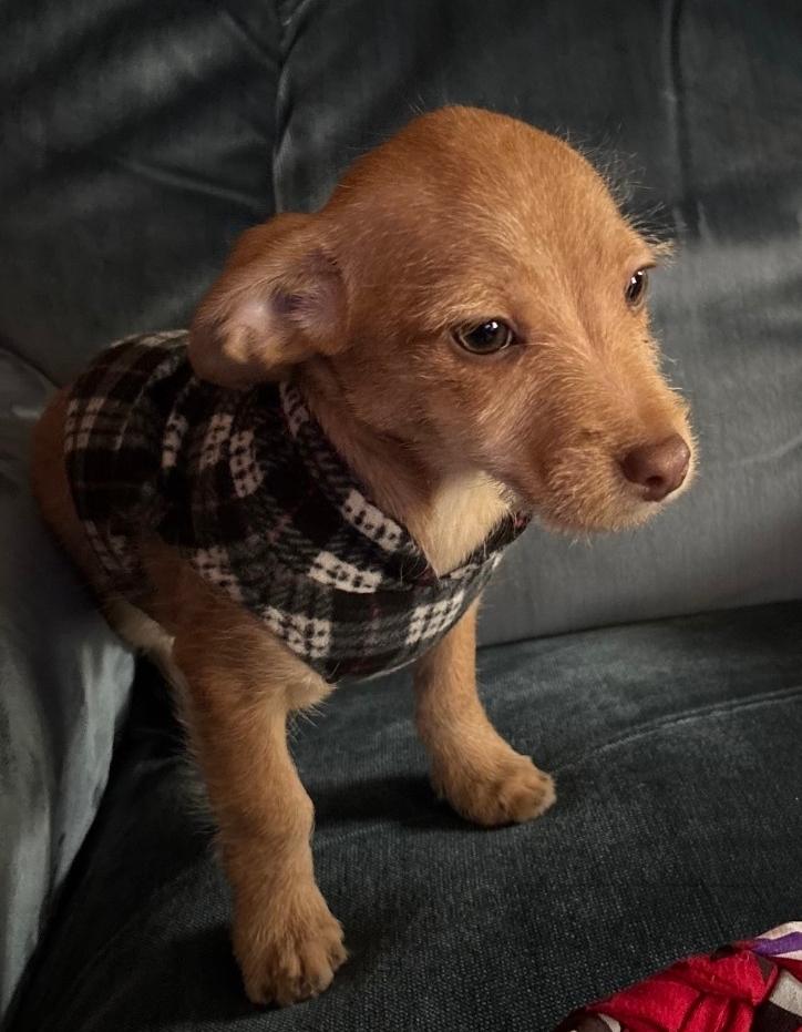 Enlarge Mikey, an adopted mixed breed in Plattsmouth, NE image 3/3