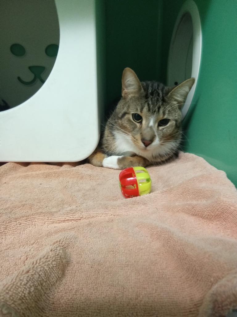 Astro, Adoptable, Adult Male Domestic Short Hair.