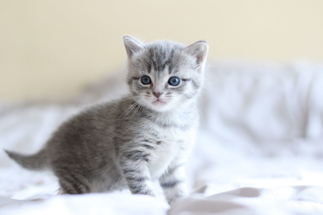 Sundae, Adopted, Kitten Female Domestic Short Hair.