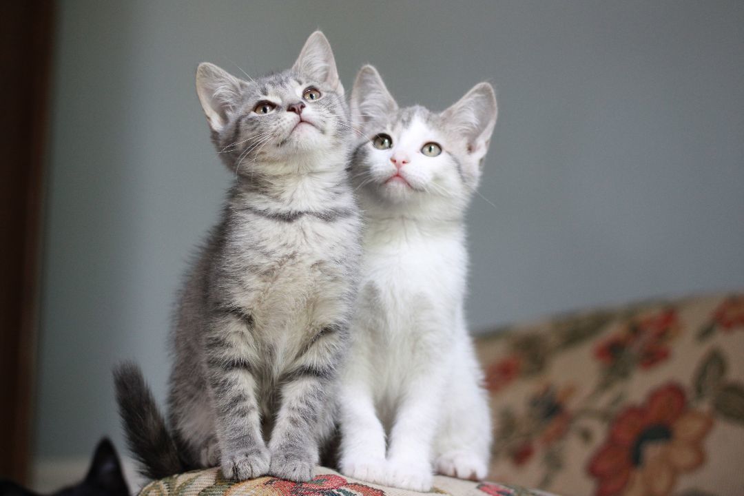 Sundae, a Adopted Domestic Short Hair in Richmond, KY image 3/20