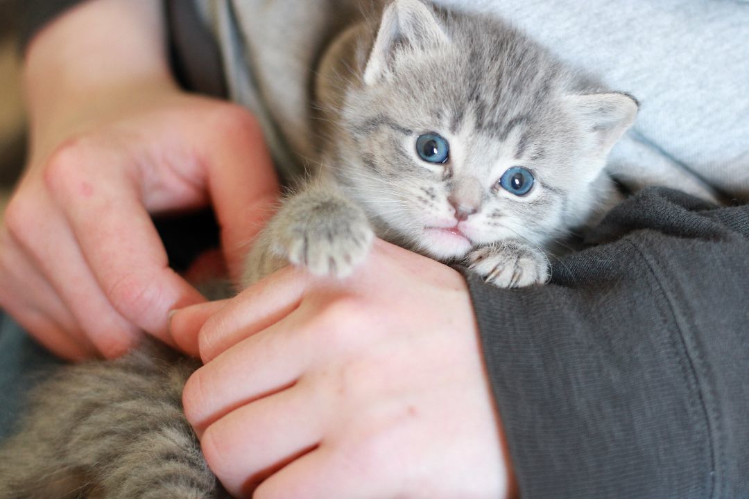 Sundae, a Adopted Domestic Short Hair in Richmond, KY image 4/20
