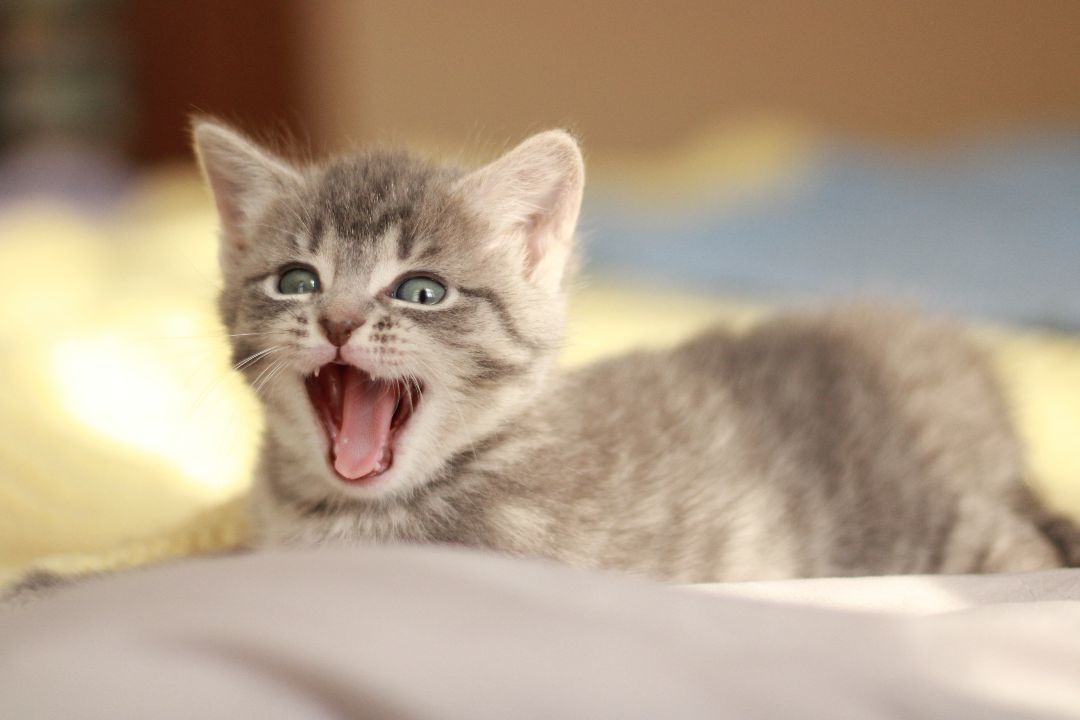 Sundae, a Adopted Domestic Short Hair in Richmond, KY image 6/20