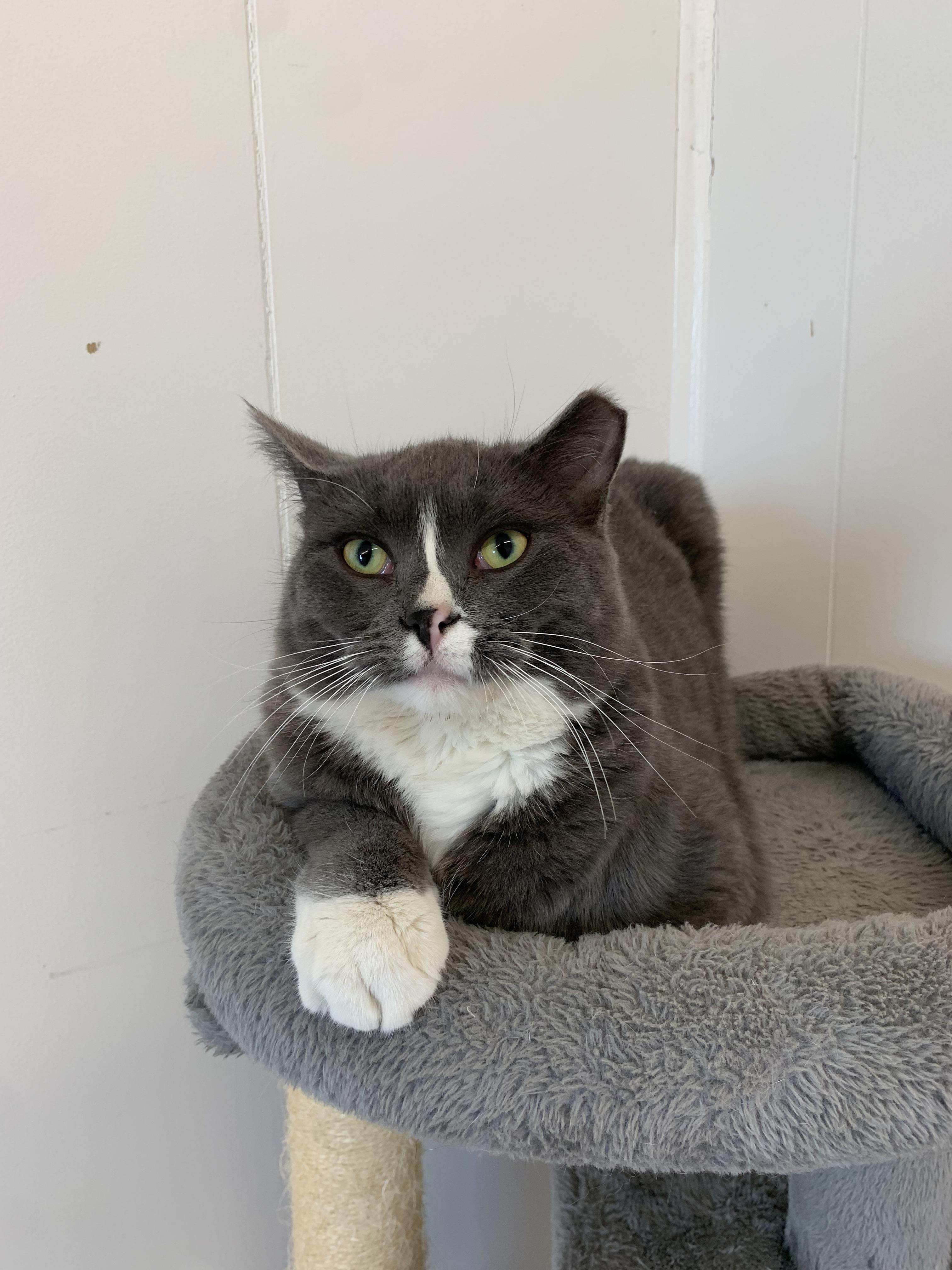 Enlarge Peep, a ADOPTABLE mixed breed in Bonnyville, AB image 1/2