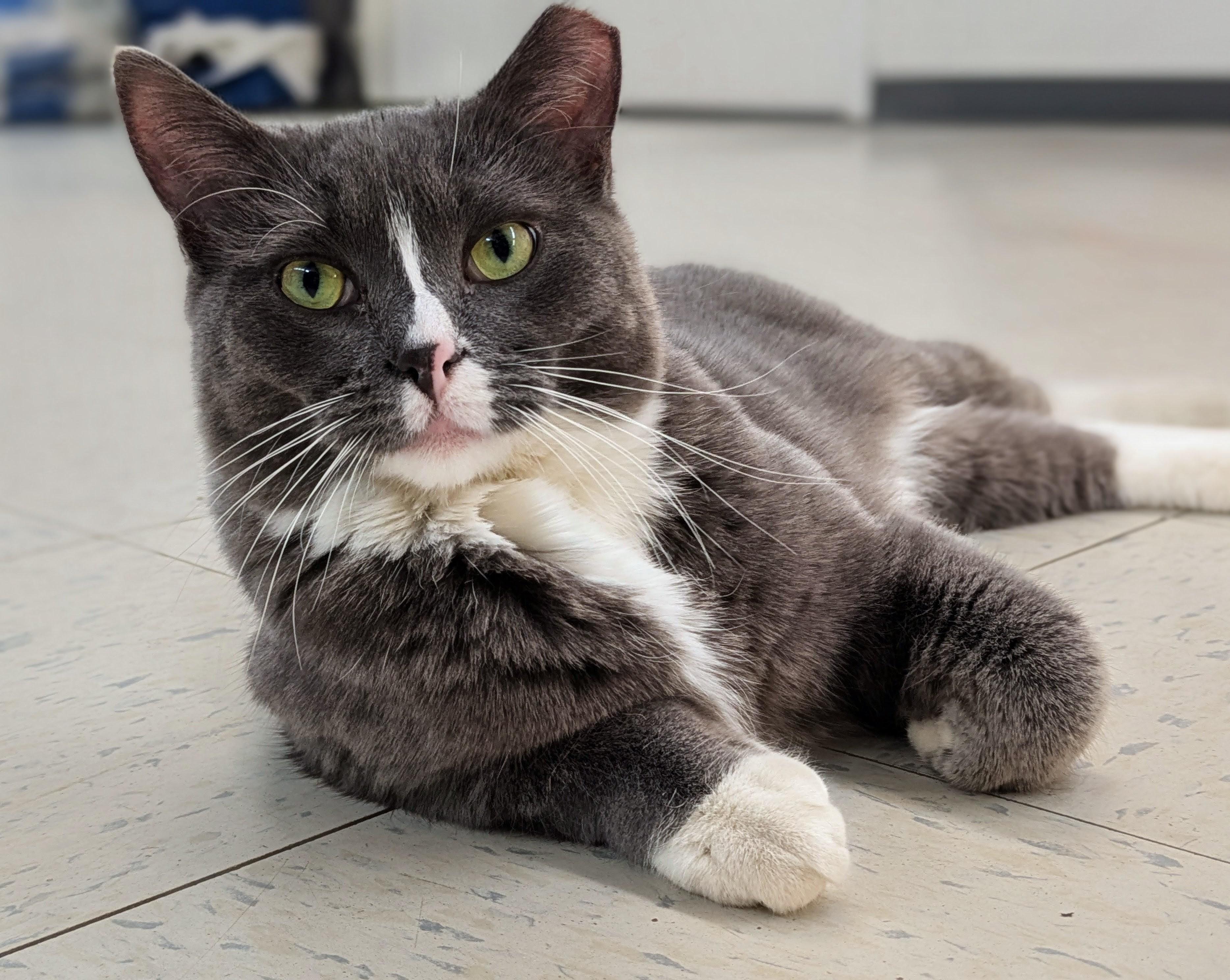 Peep, ADOPTABLE, Young Male Domestic Short Hair.