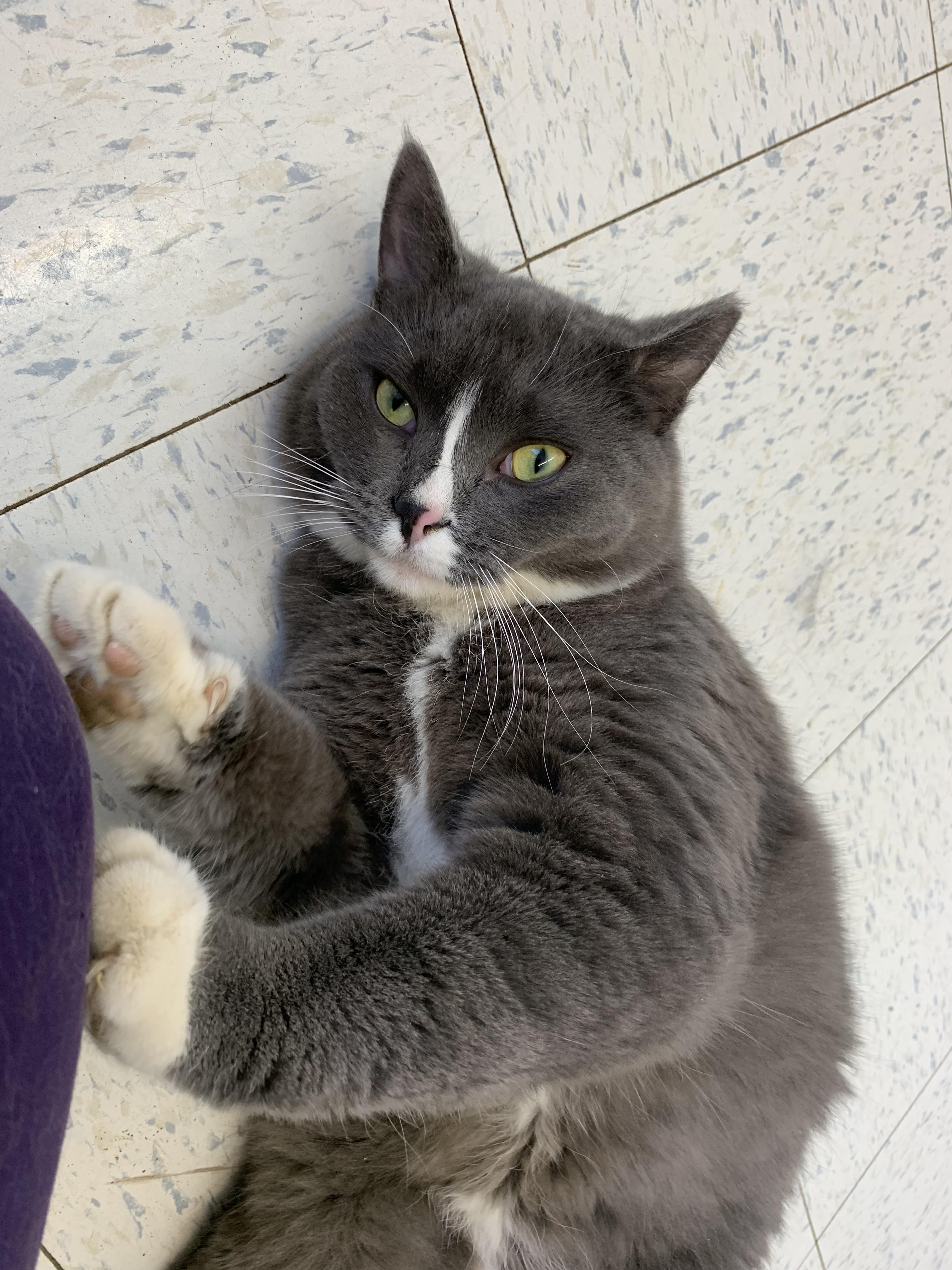 Enlarge Peep, a ADOPTABLE mixed breed in Bonnyville, AB image 2/2