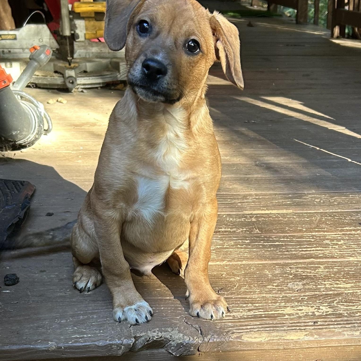 Enlarge Nugget, a Adoptable mixed breed in Kannapolis, NC image 2/6