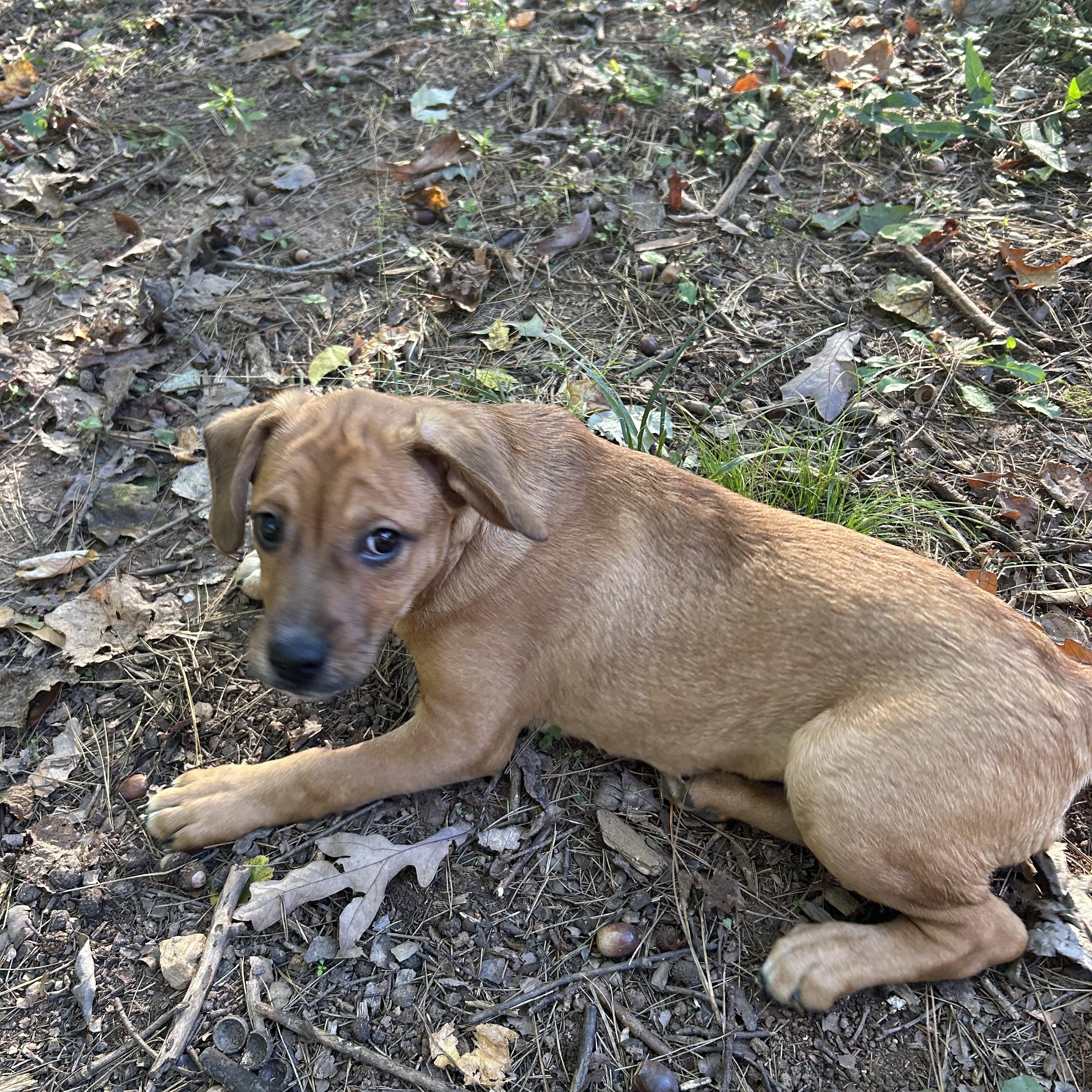 Enlarge Nugget, a Adoptable mixed breed in Kannapolis, NC image 5/6