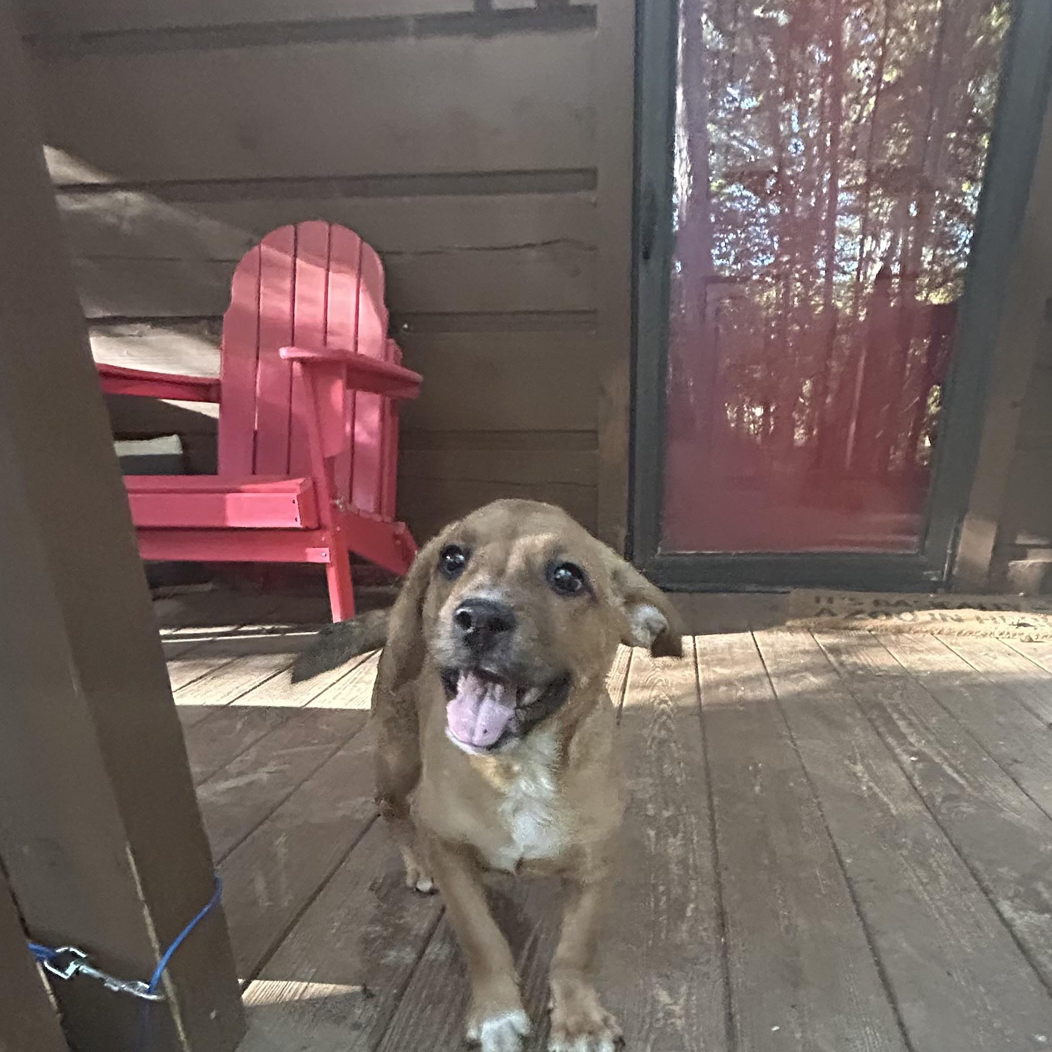 Enlarge Nugget, a Adoptable mixed breed in Kannapolis, NC image 1/6