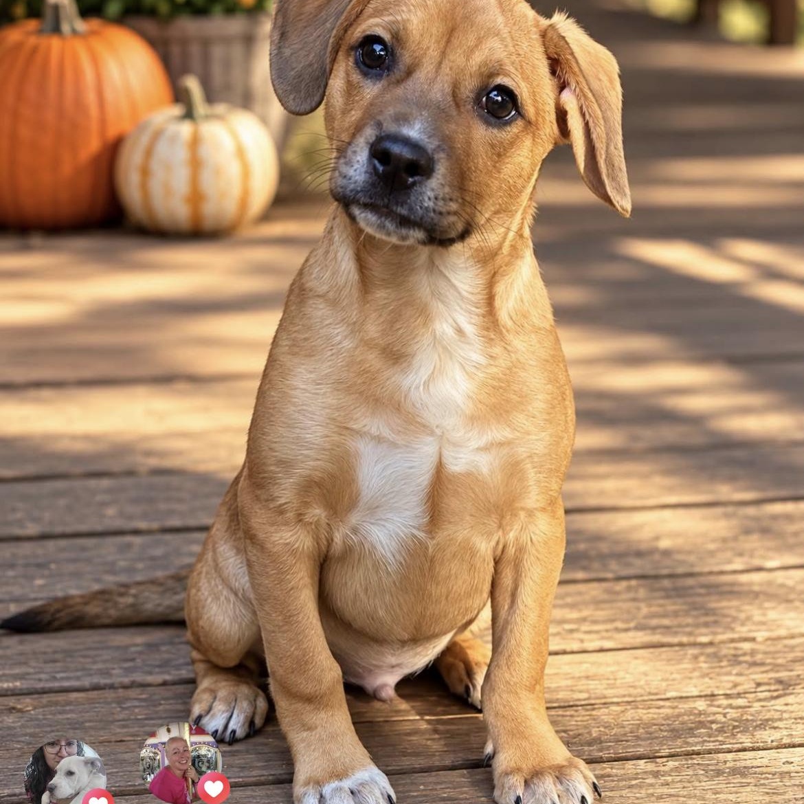 Nugget, Adoptable, Puppy Male Boxer & Dachshund.