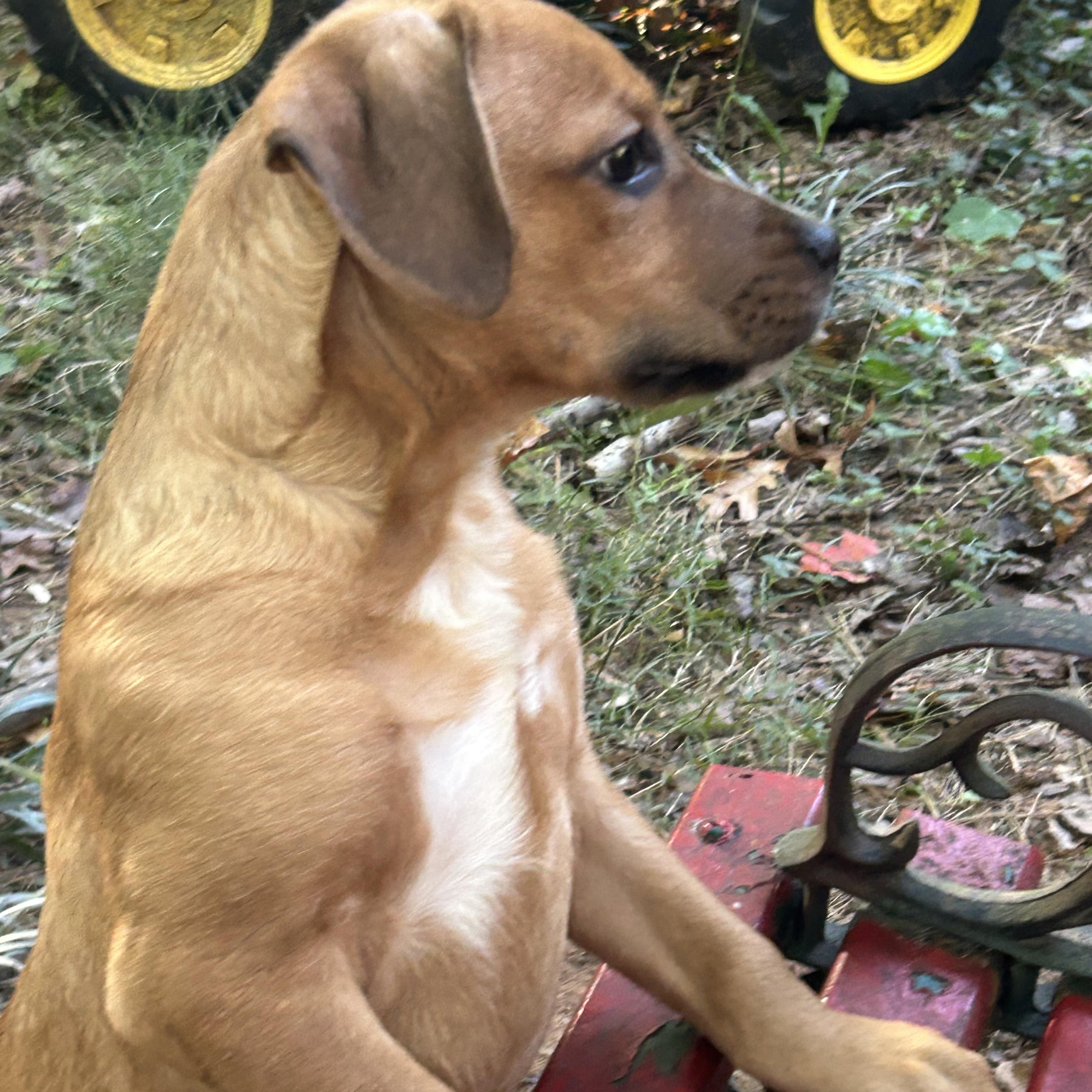 Enlarge Nugget, a Adoptable mixed breed in Kannapolis, NC image 6/6