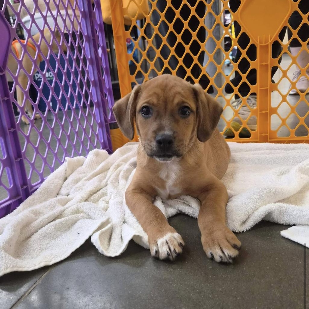 Enlarge Nugget, a Adoptable mixed breed in Kannapolis, NC image 3/6