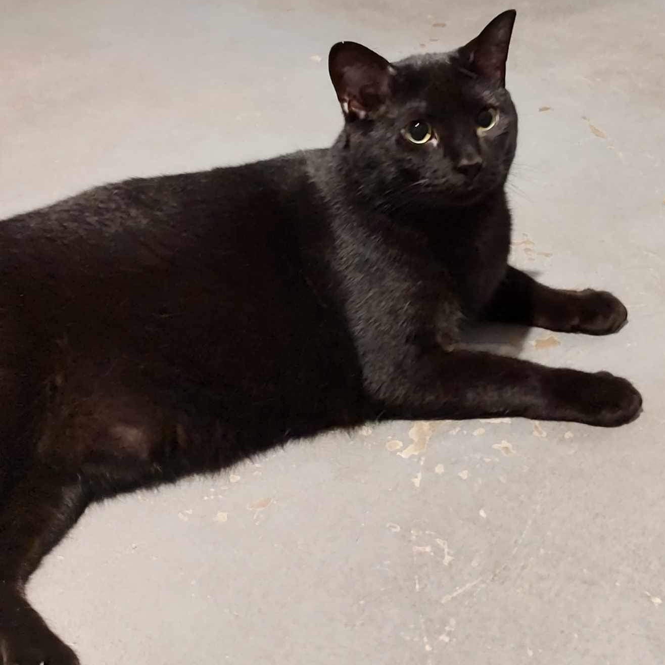 Enlarge Sasha, a Adoptable Domestic Short Hair in Granite City, IL image 1/1