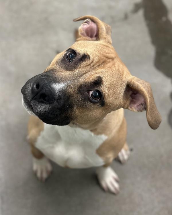Enlarge Titus, a Adoptable mixed breed in Novato, CA image 1/1