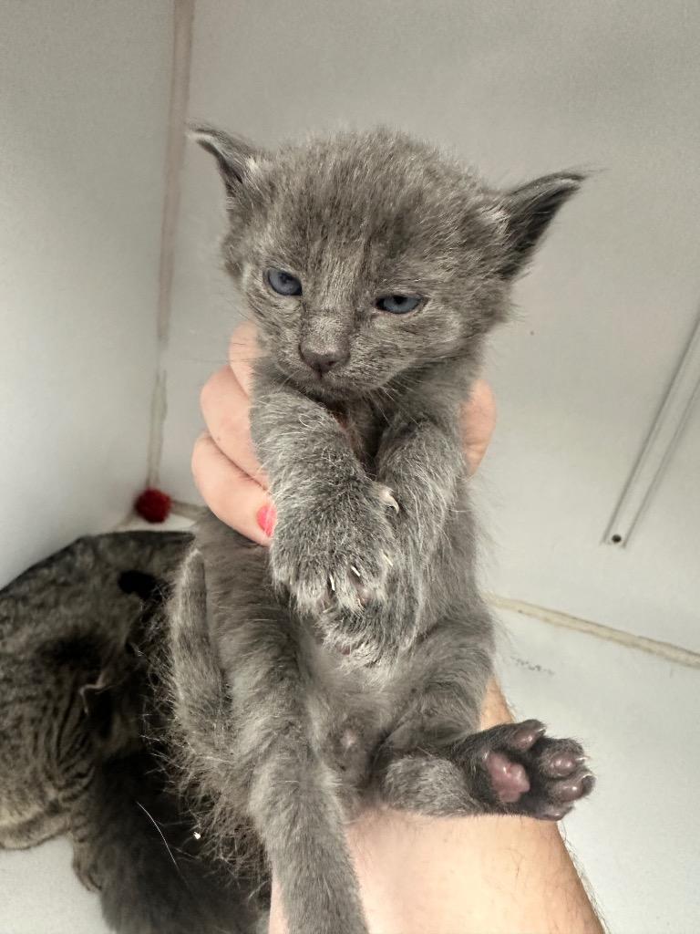 Enlarge Smokey the Bear, a Adoptable mixed breed in Waverly, NY image 1/3