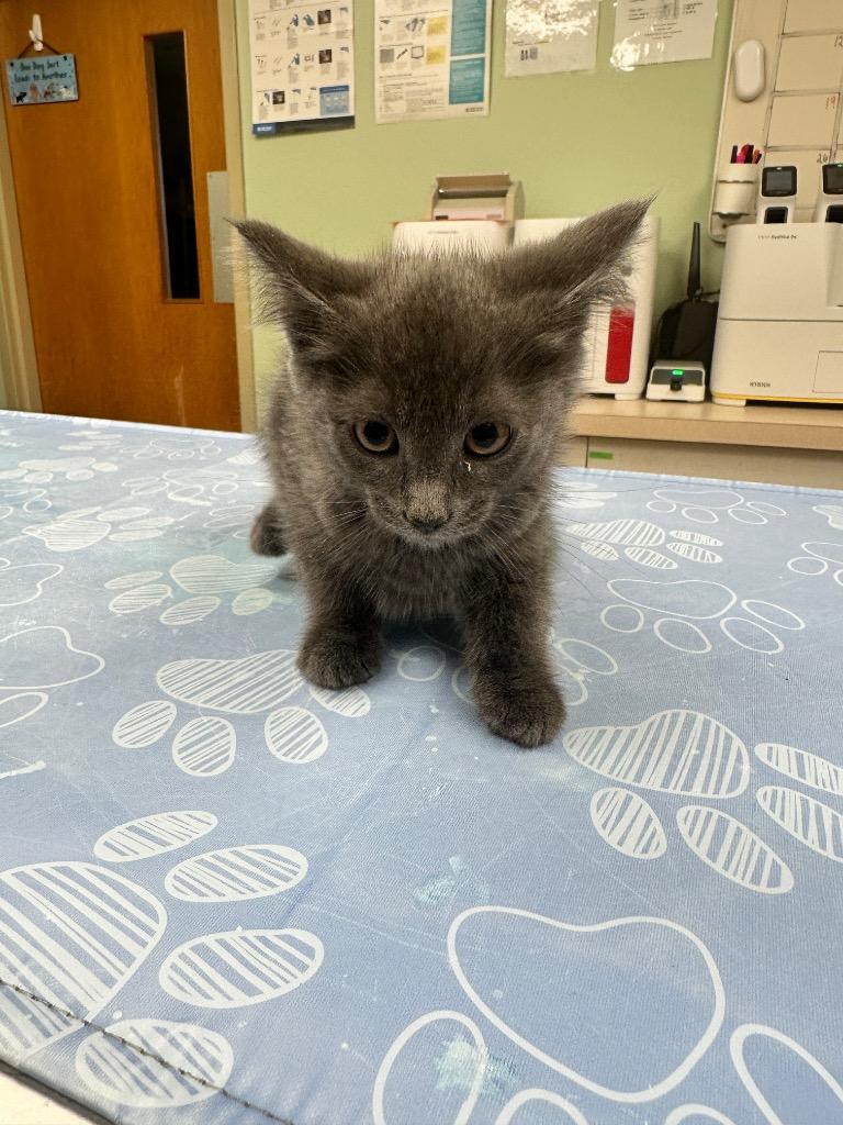 Enlarge Smokey the Bear, a Adoptable mixed breed in Waverly, NY image 2/3