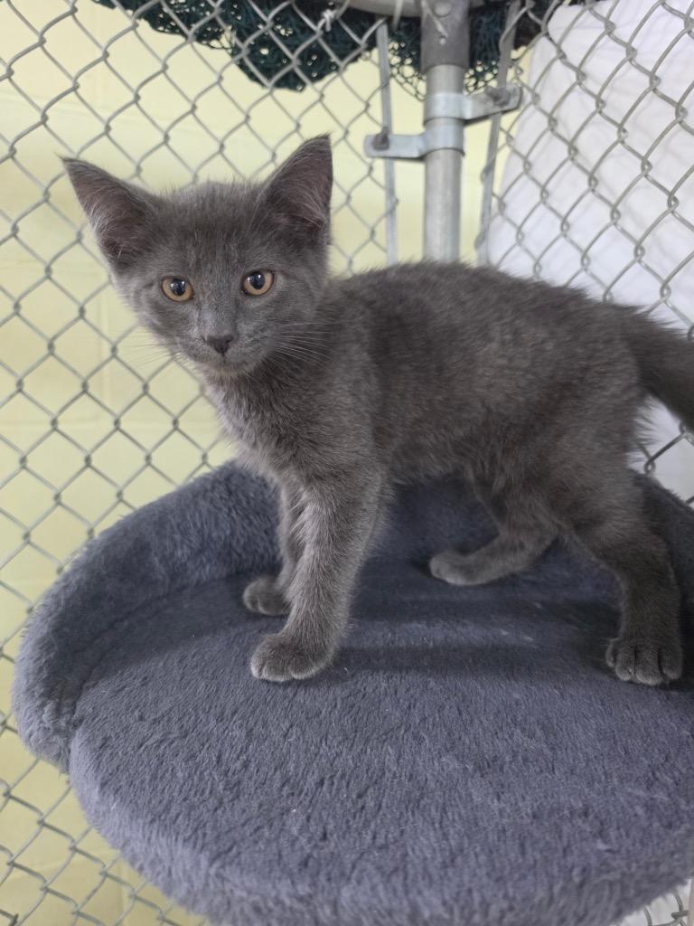 Enlarge Smokey the Bear, a Adoptable mixed breed in Waverly, NY image 3/3