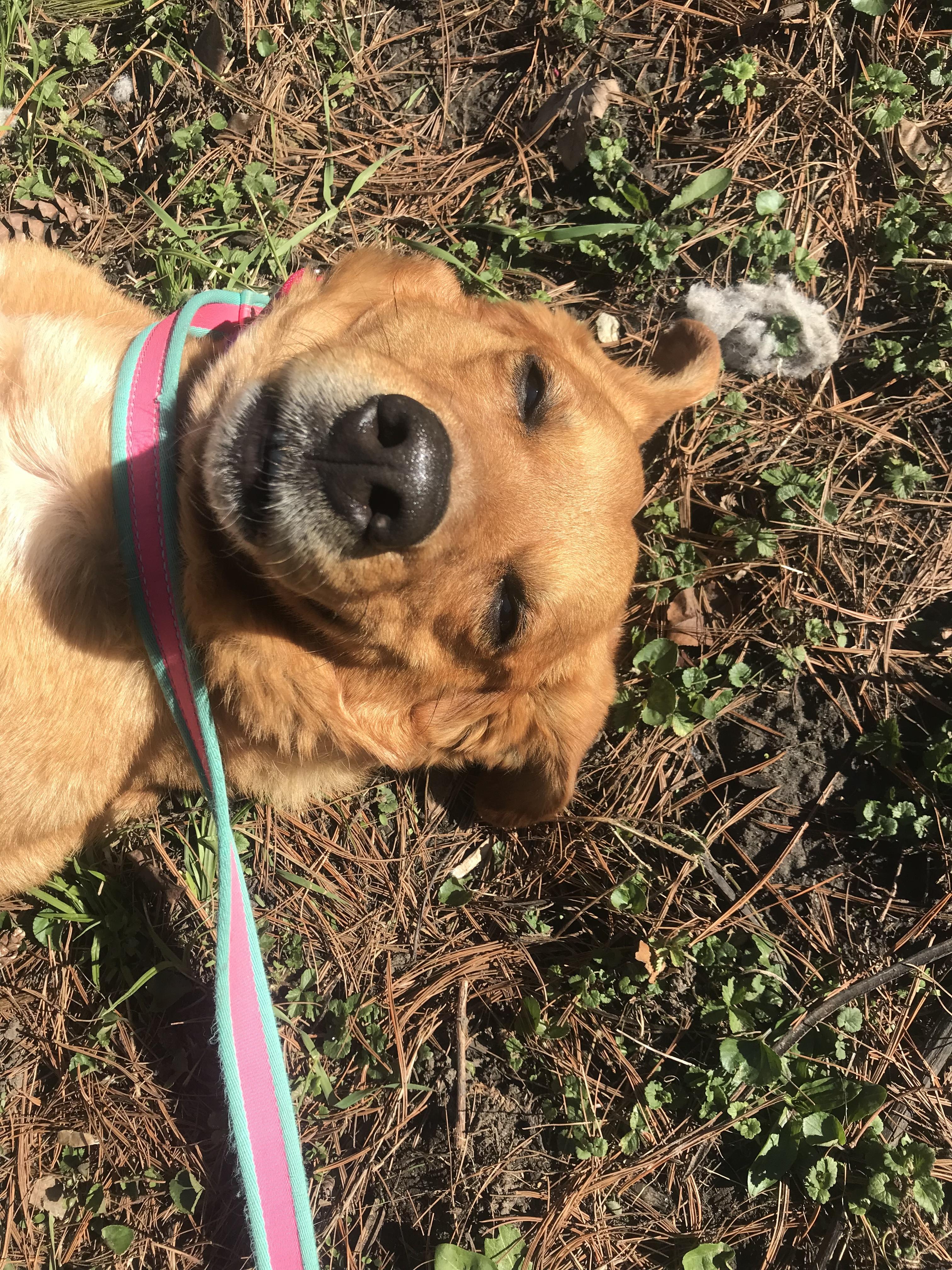 Enlarge Sophie Red, a ADOPTABLE mixed breed in Whitestown, IN image 2/4