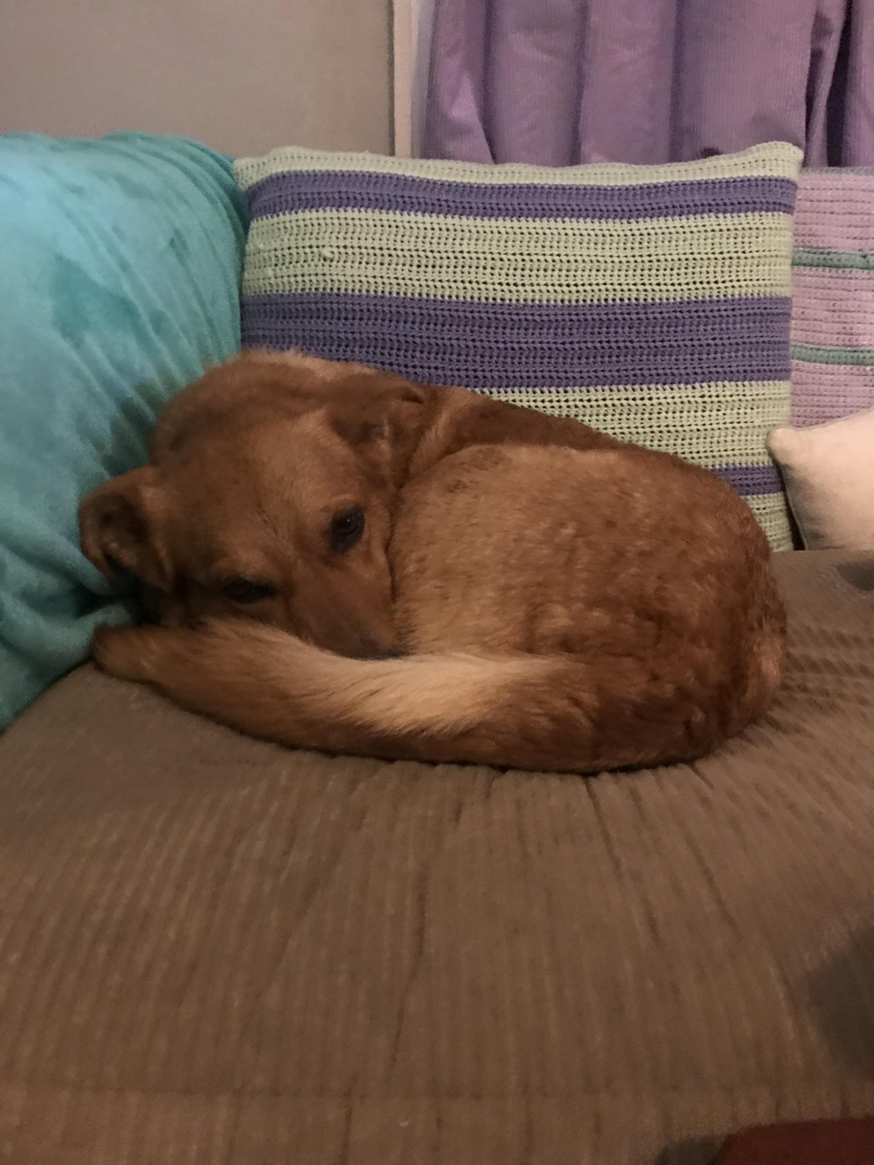 Enlarge Sophie Red, a ADOPTABLE mixed breed in Whitestown, IN image 3/4