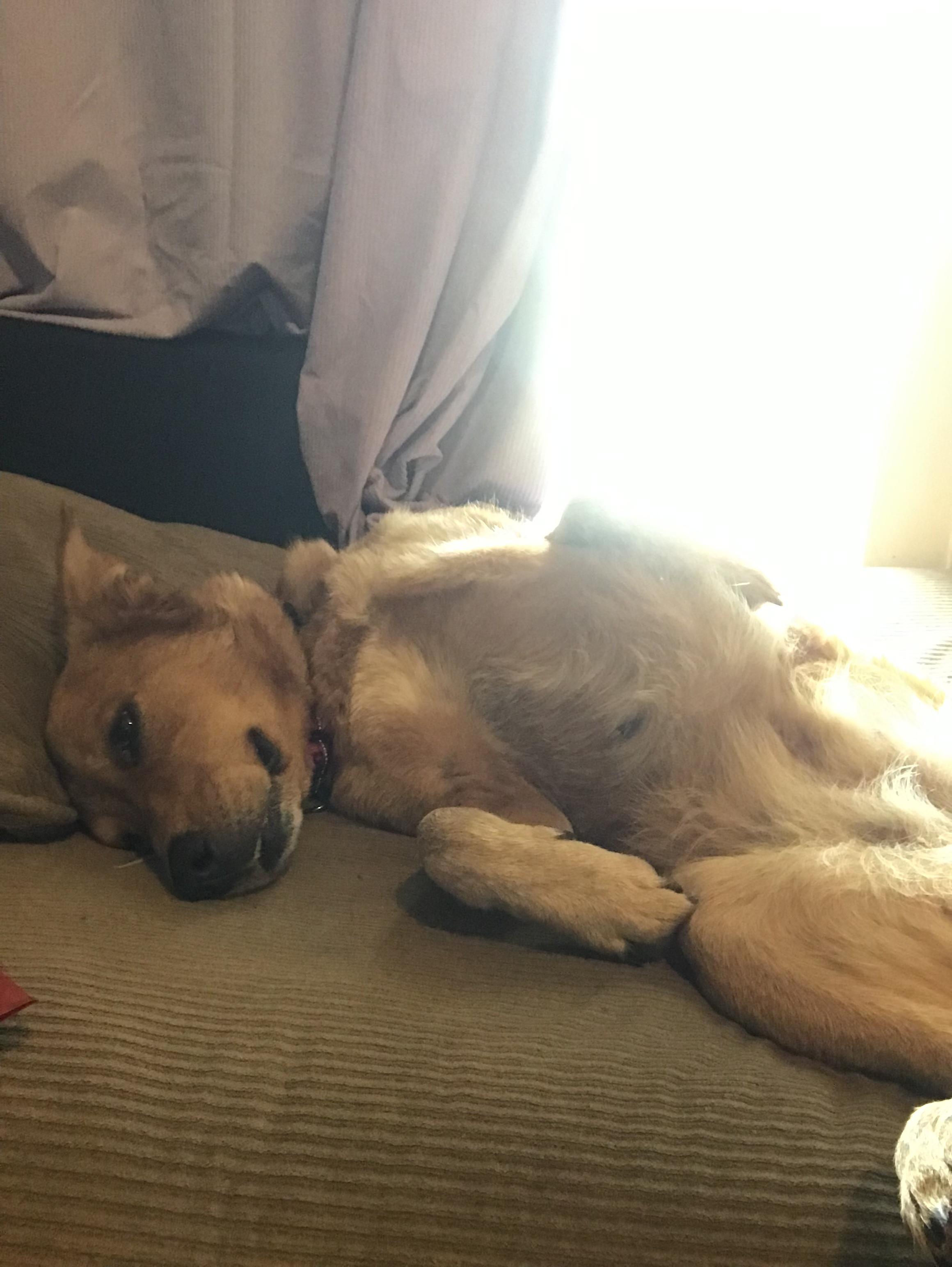 Enlarge Sophie Red, a ADOPTABLE mixed breed in Whitestown, IN image 4/4