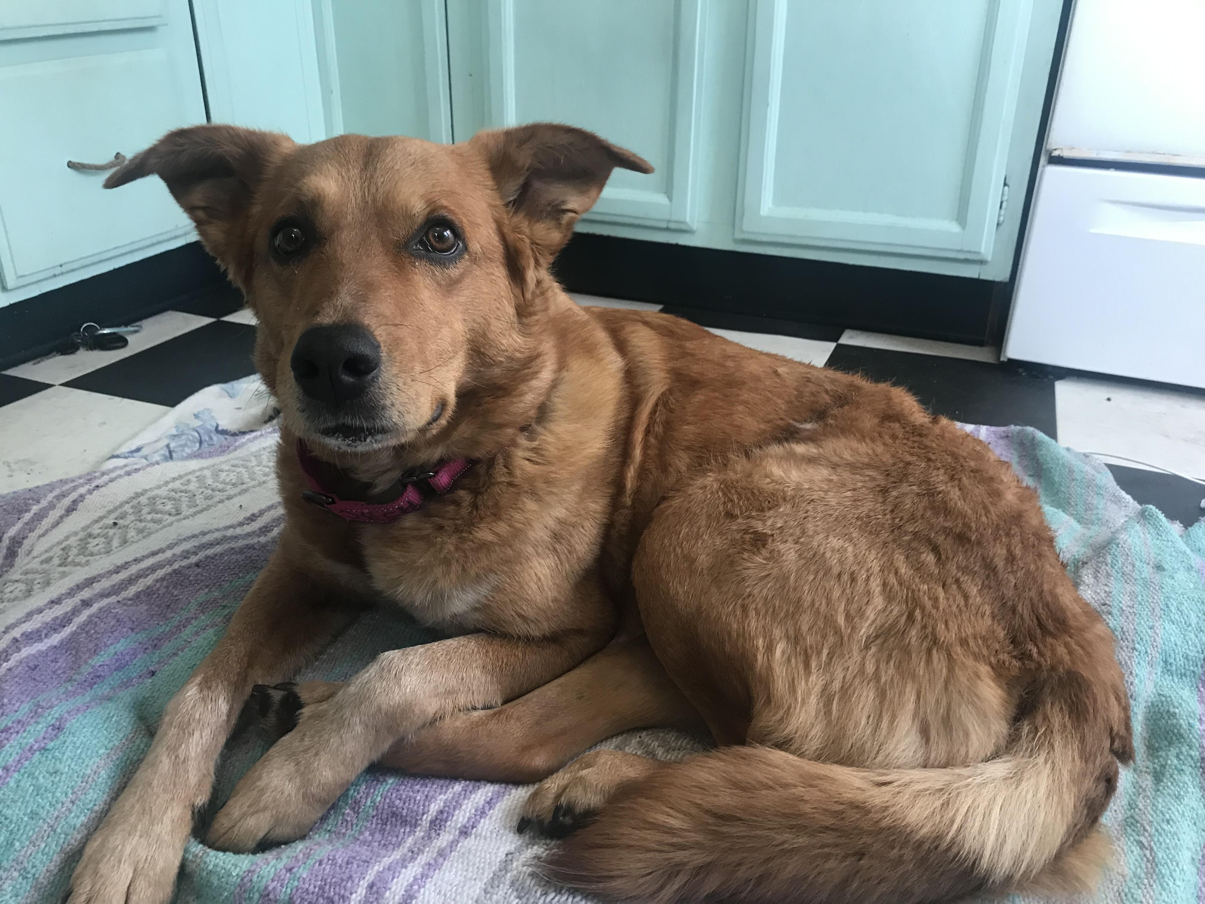 Enlarge Sophie Red, a ADOPTABLE mixed breed in Whitestown, IN image 1/4