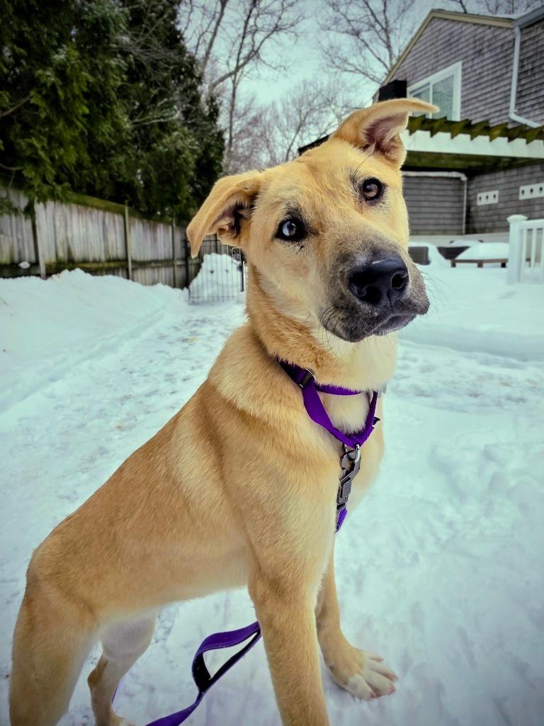 Mochi - LOCAL, Adoptable, Puppy Female Labrador Retriever & Husky.