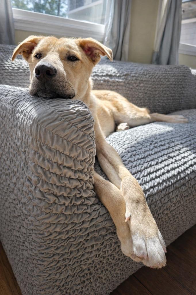 Mochi - LOCAL, a Adoptable mixed breed in Princeton, MA image 2/6