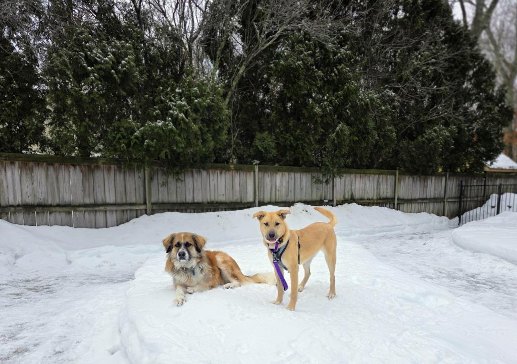 Mochi - LOCAL, a Adoptable mixed breed in Princeton, MA image 3/6