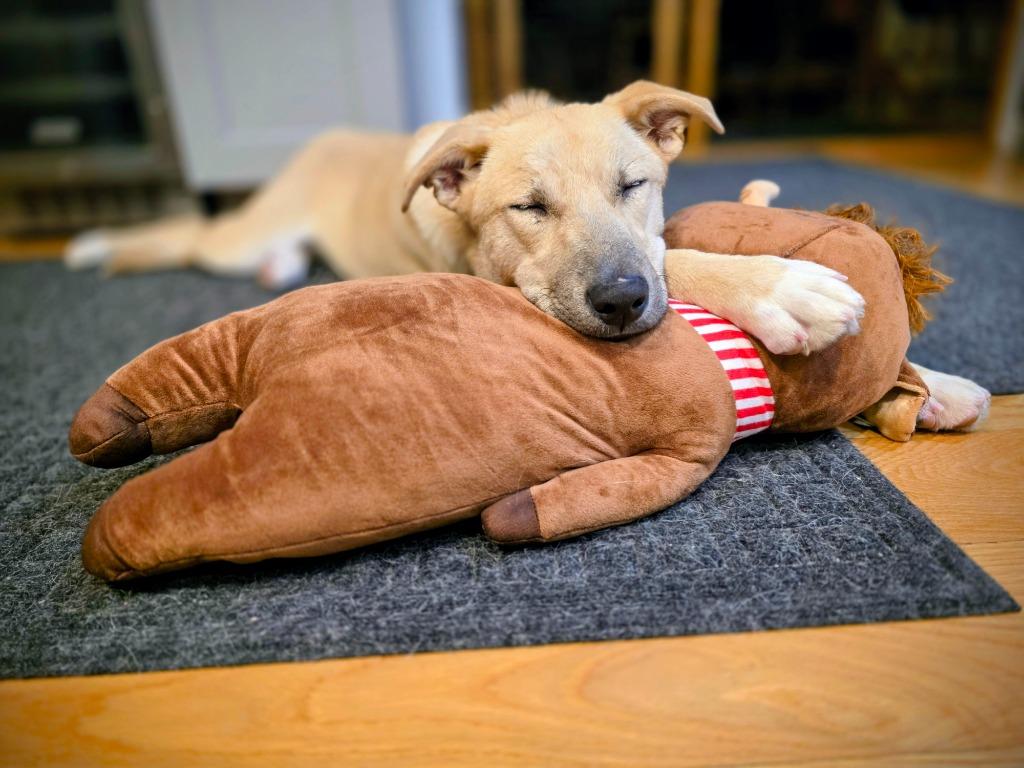 Mochi - LOCAL, a Adoptable mixed breed in Princeton, MA image 4/6