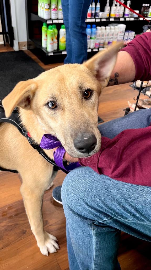 Mochi - LOCAL, a Adoptable mixed breed in Princeton, MA image 6/6