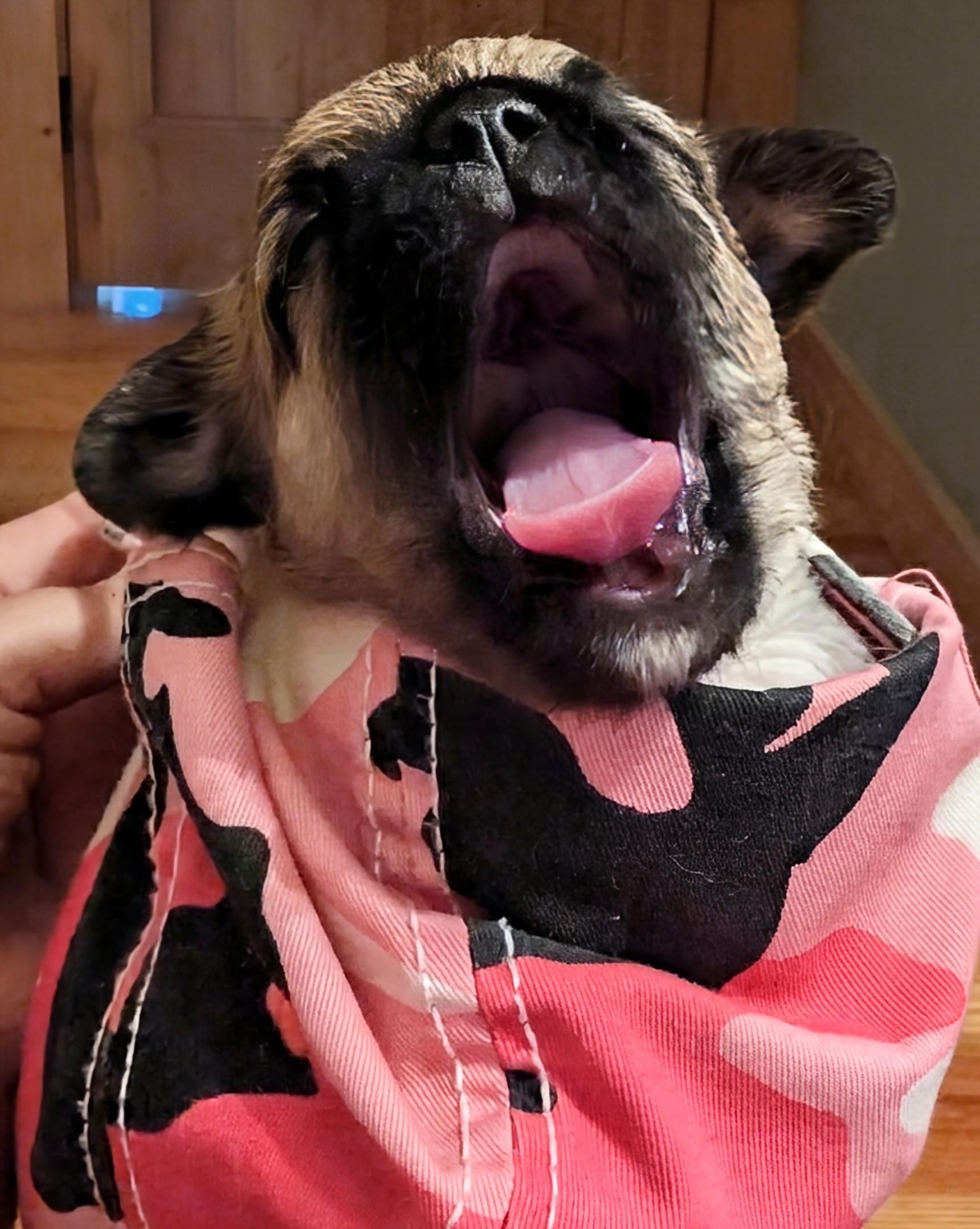 Enlarge Sephora, a Adopted mixed breed in Richmond, KY image 1/6