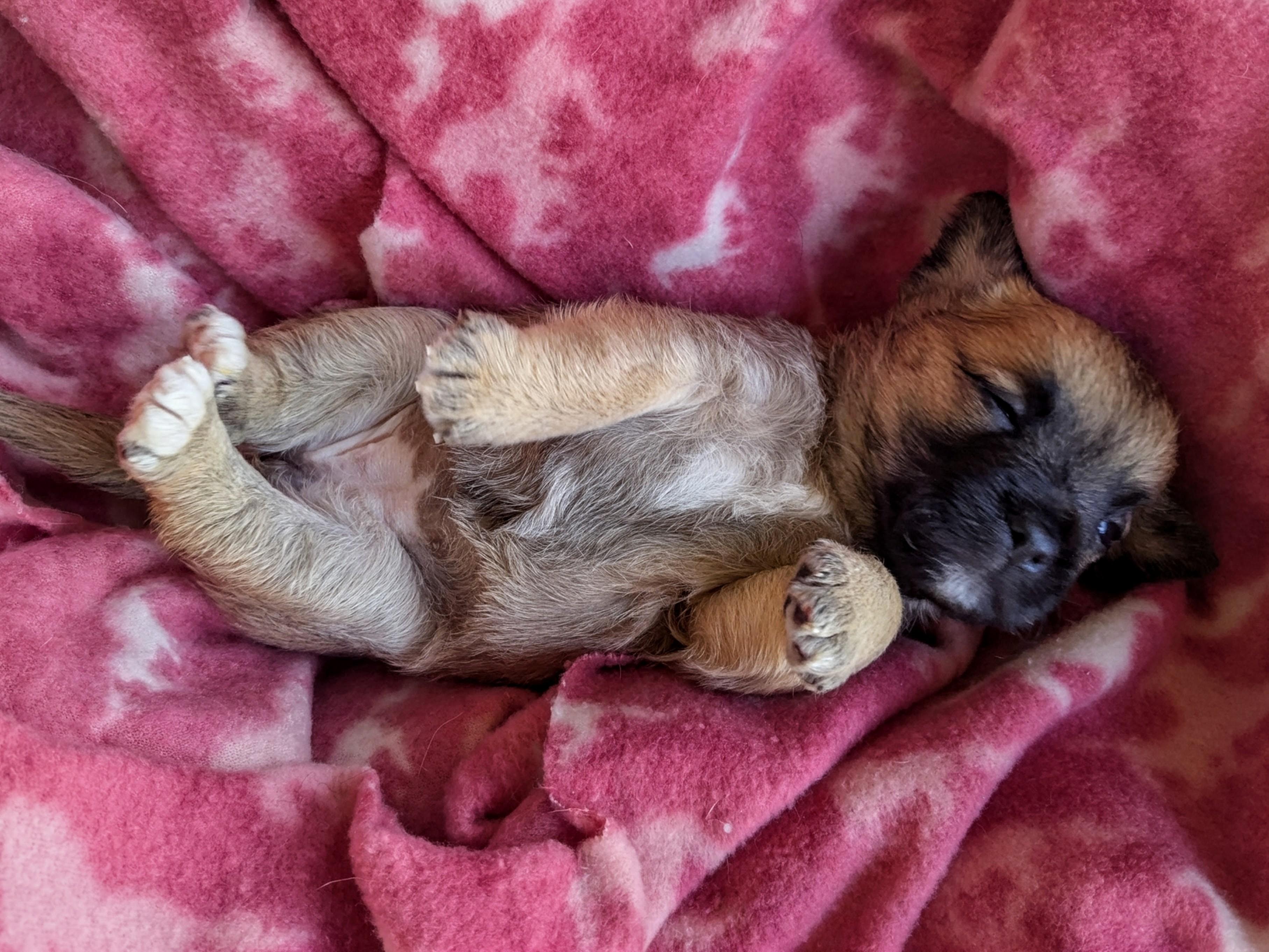 Enlarge Sephora, a Adopted mixed breed in Richmond, KY image 2/6
