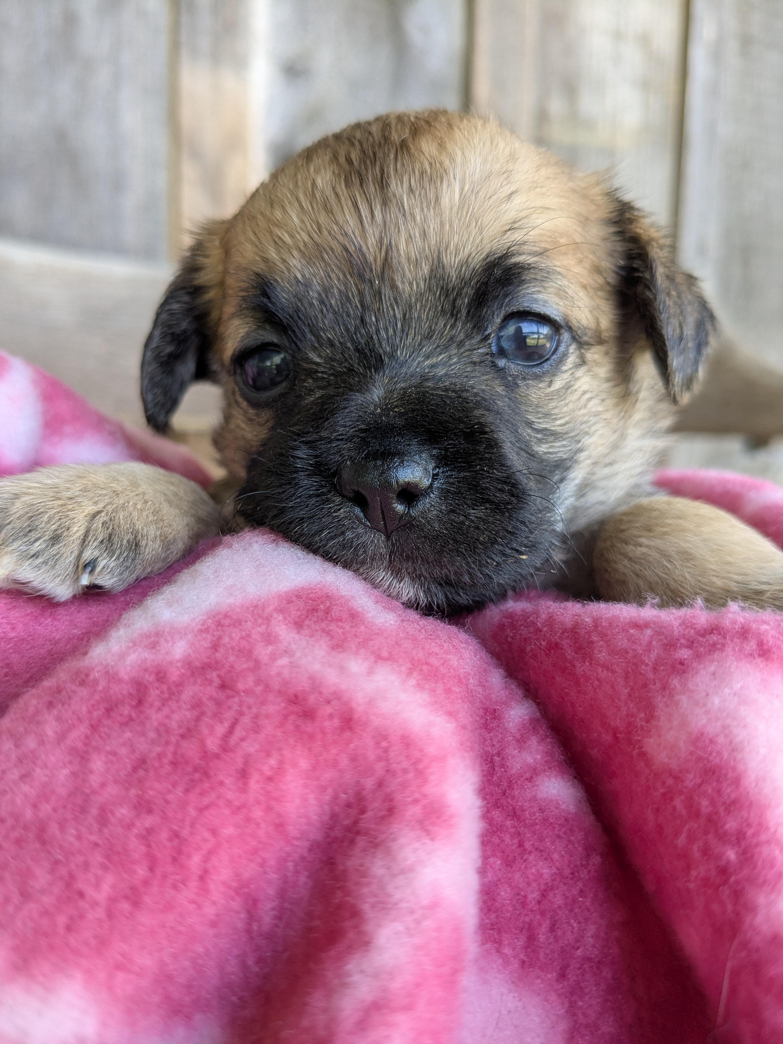 Enlarge Sephora, a Adopted mixed breed in Richmond, KY image 3/6