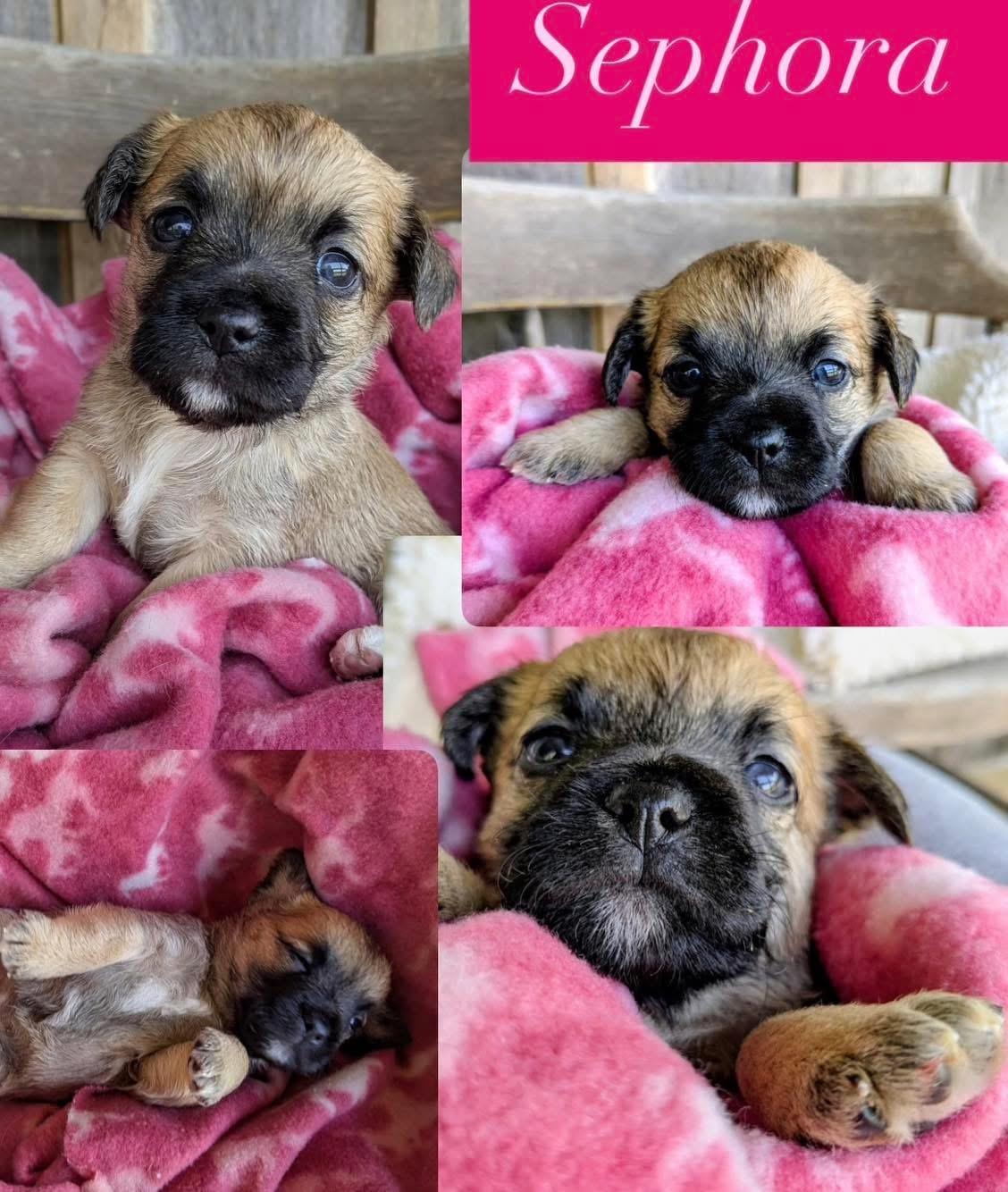 Enlarge Sephora, a Adopted mixed breed in Richmond, KY image 4/6