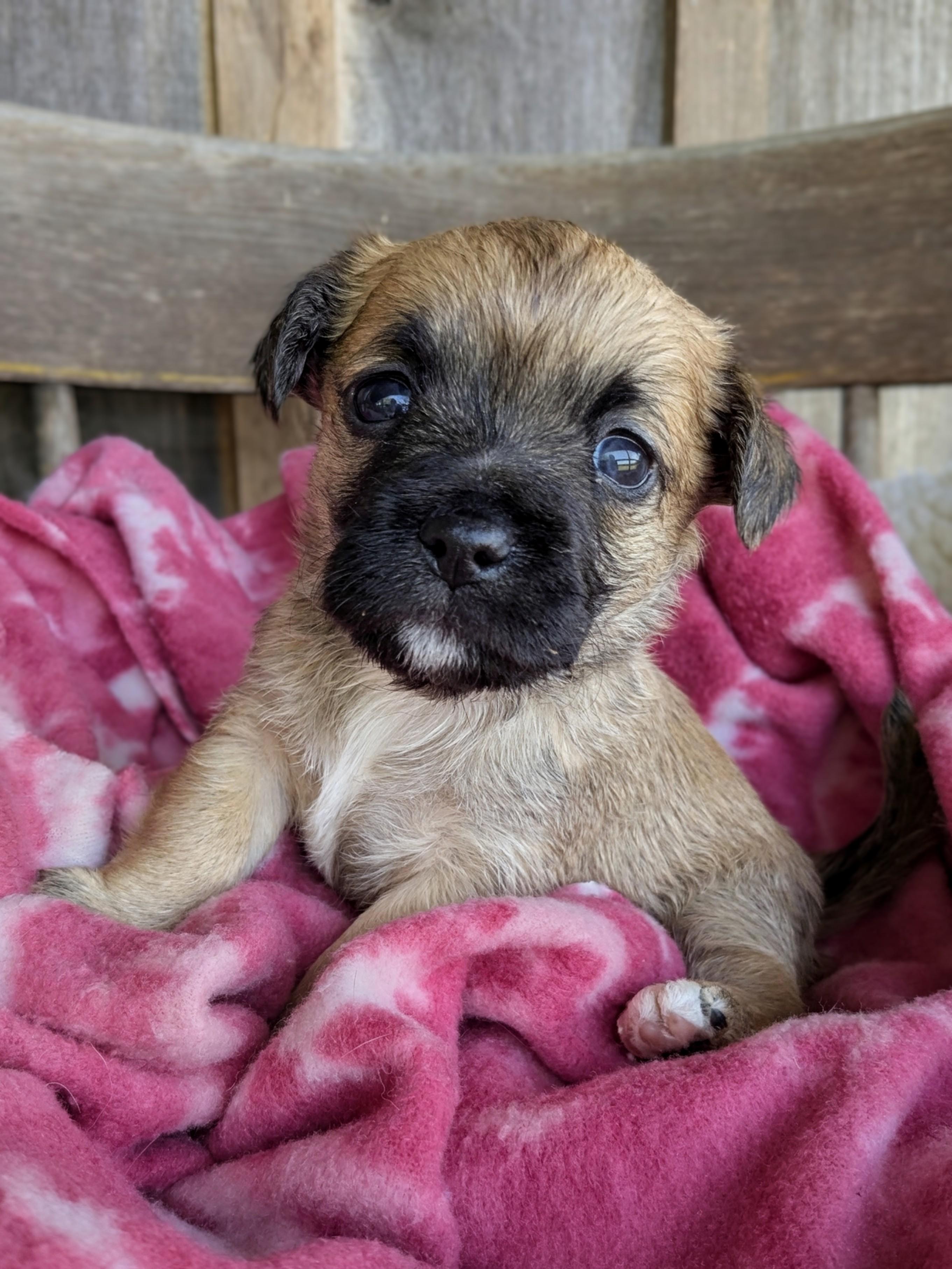 Enlarge Sephora, a Adopted mixed breed in Richmond, KY image 5/6