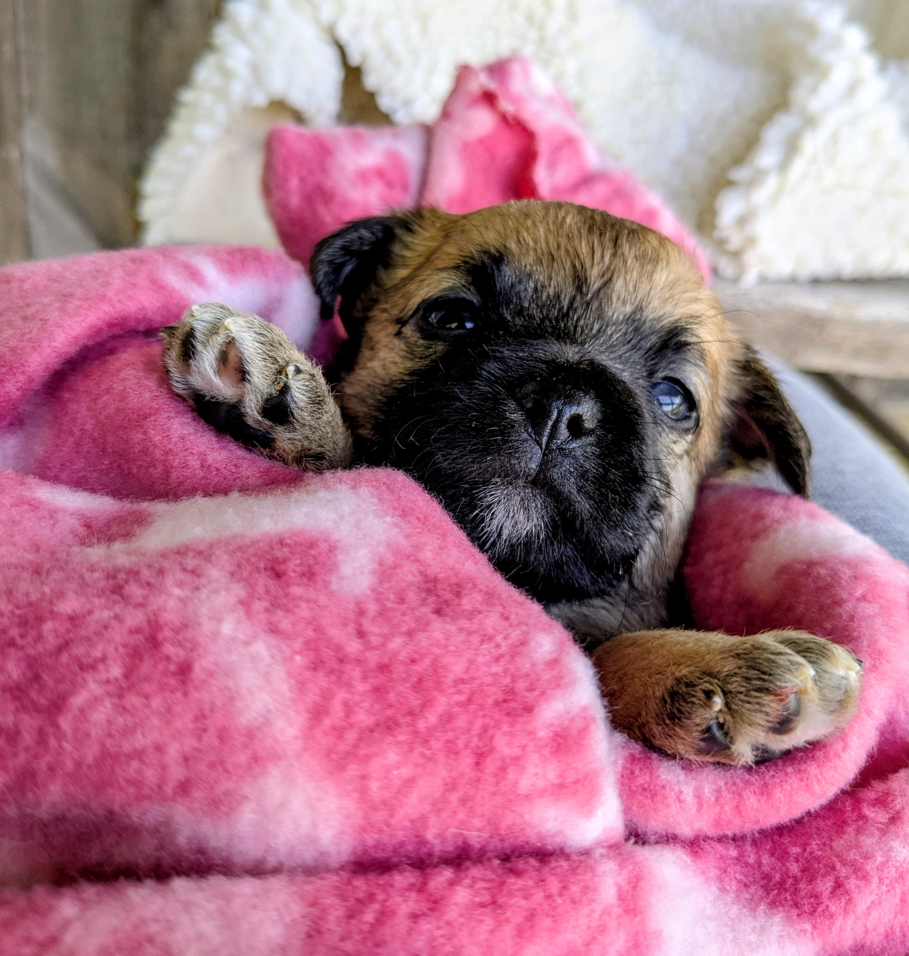 Enlarge Sephora, a Adopted mixed breed in Richmond, KY image 6/6