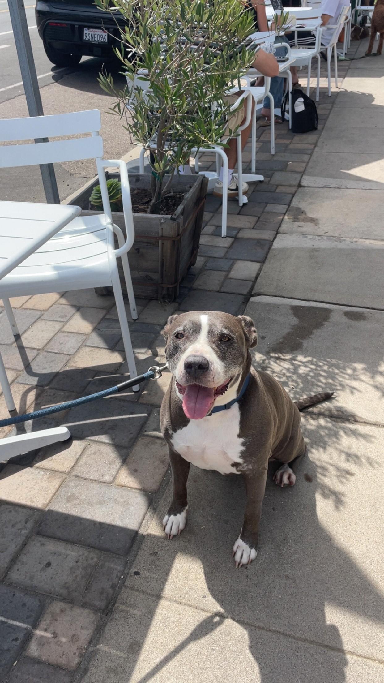 Enlarge z (Courtesy Listing) Mabel, a Adoptable mixed breed in Encinitas, CA image 1/2