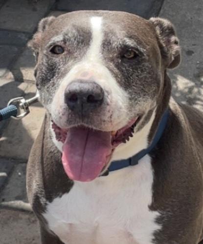 Enlarge z (Courtesy Listing) Mabel, a Adoptable mixed breed in Encinitas, CA image 2/2