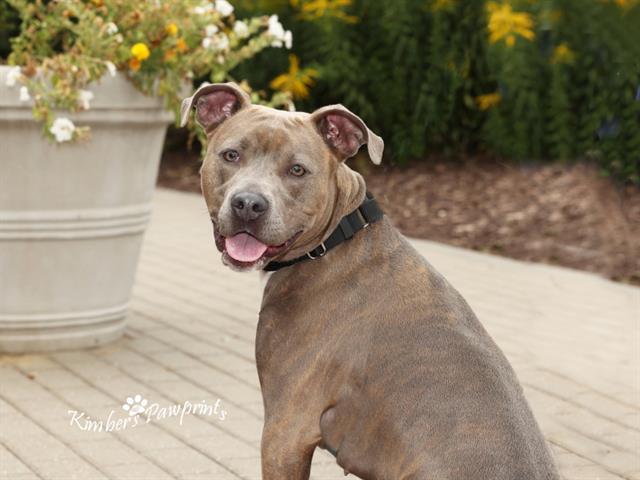 Enlarge ELLEN, a Adoptable mixed breed in Omaha, NE image 1/1