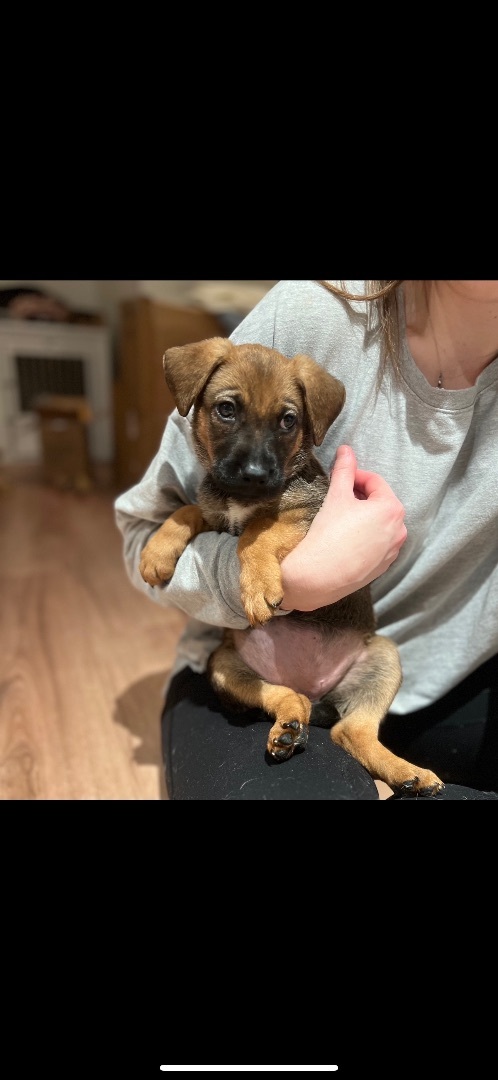 Piper, a Adopted mixed breed in Beverly Hills , CA image 1/4